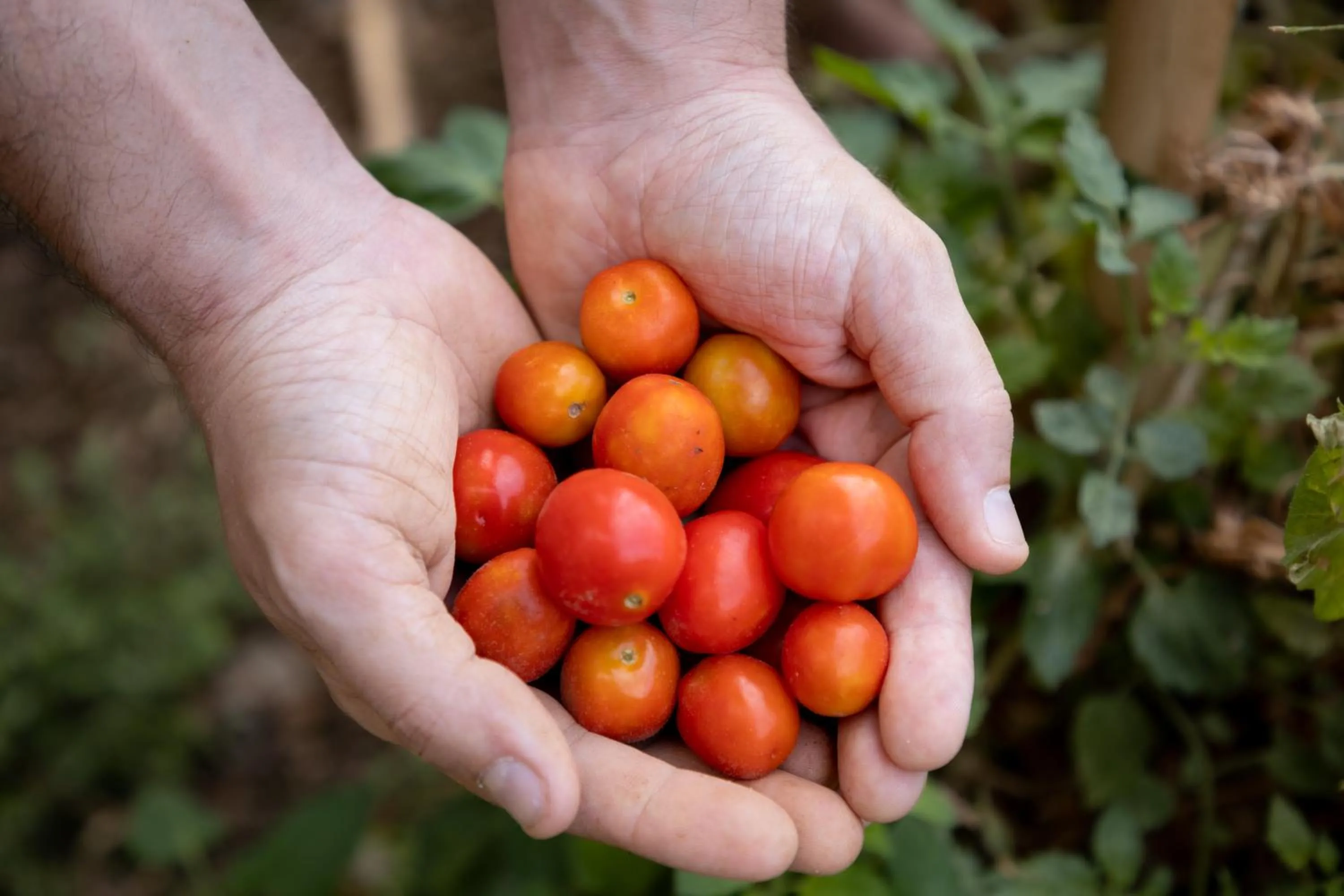 Garden in Eco Village Baia Delle Ginestre