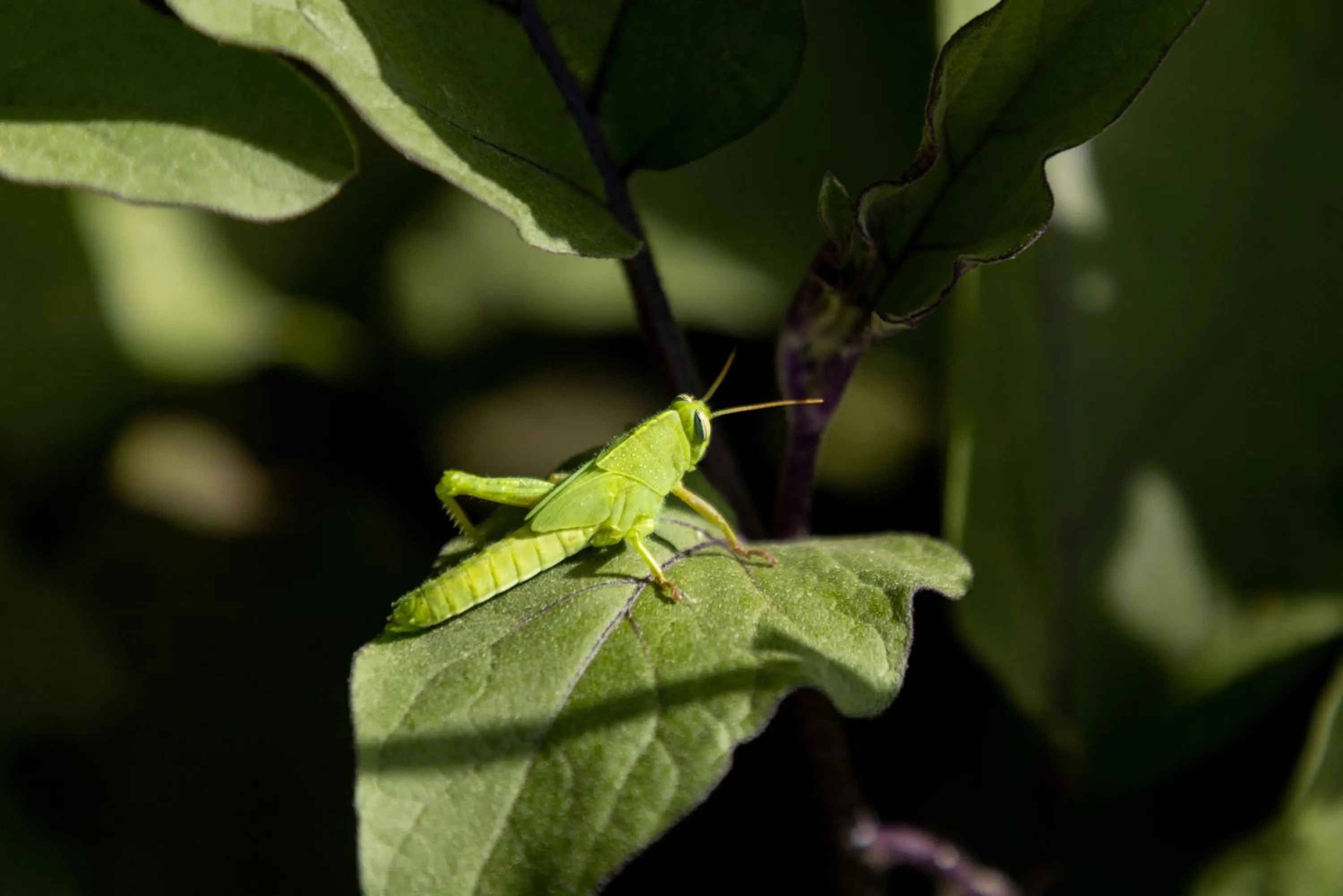 Natural landscape in Eco Village Baia Delle Ginestre