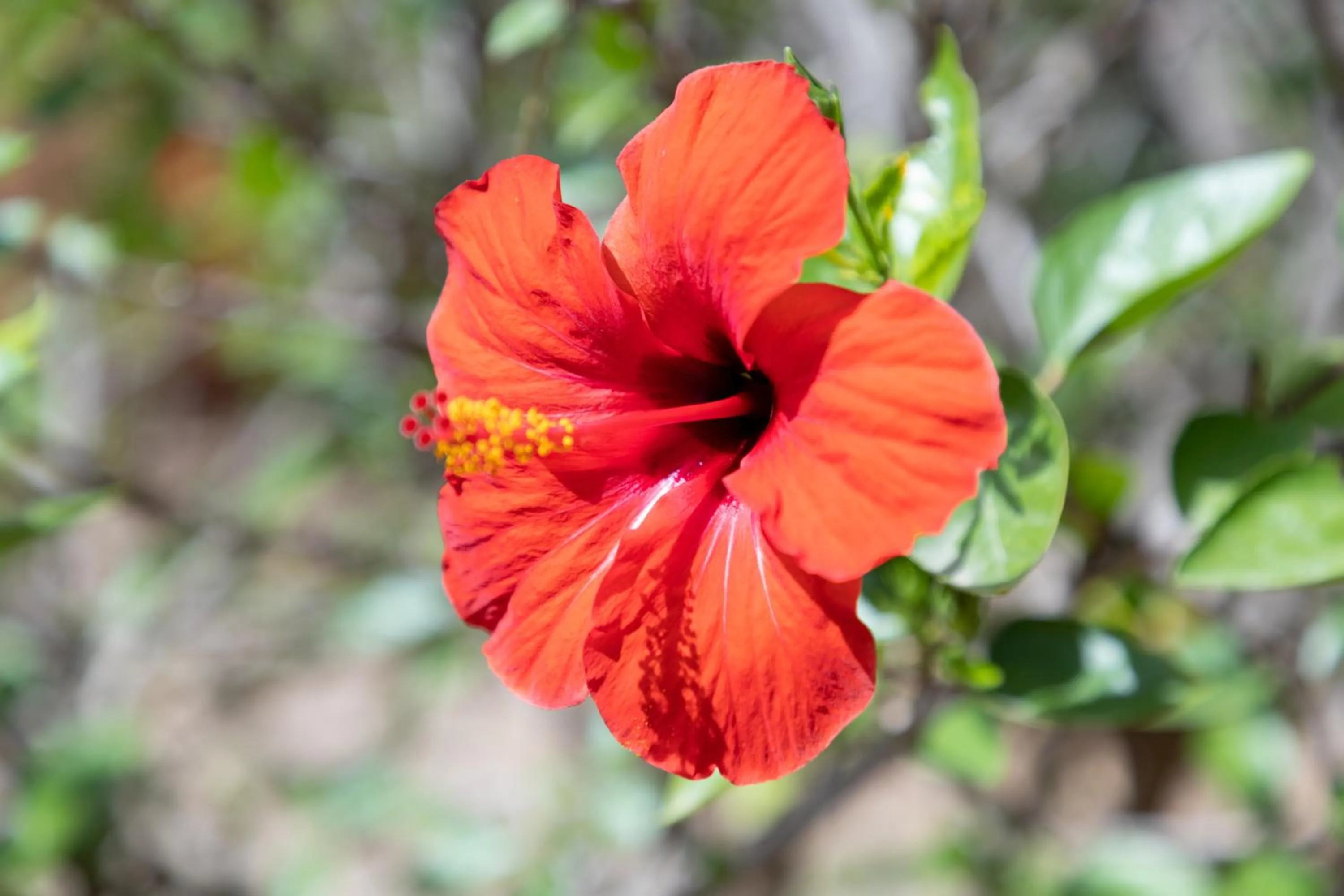 Garden in Eco Village Baia Delle Ginestre
