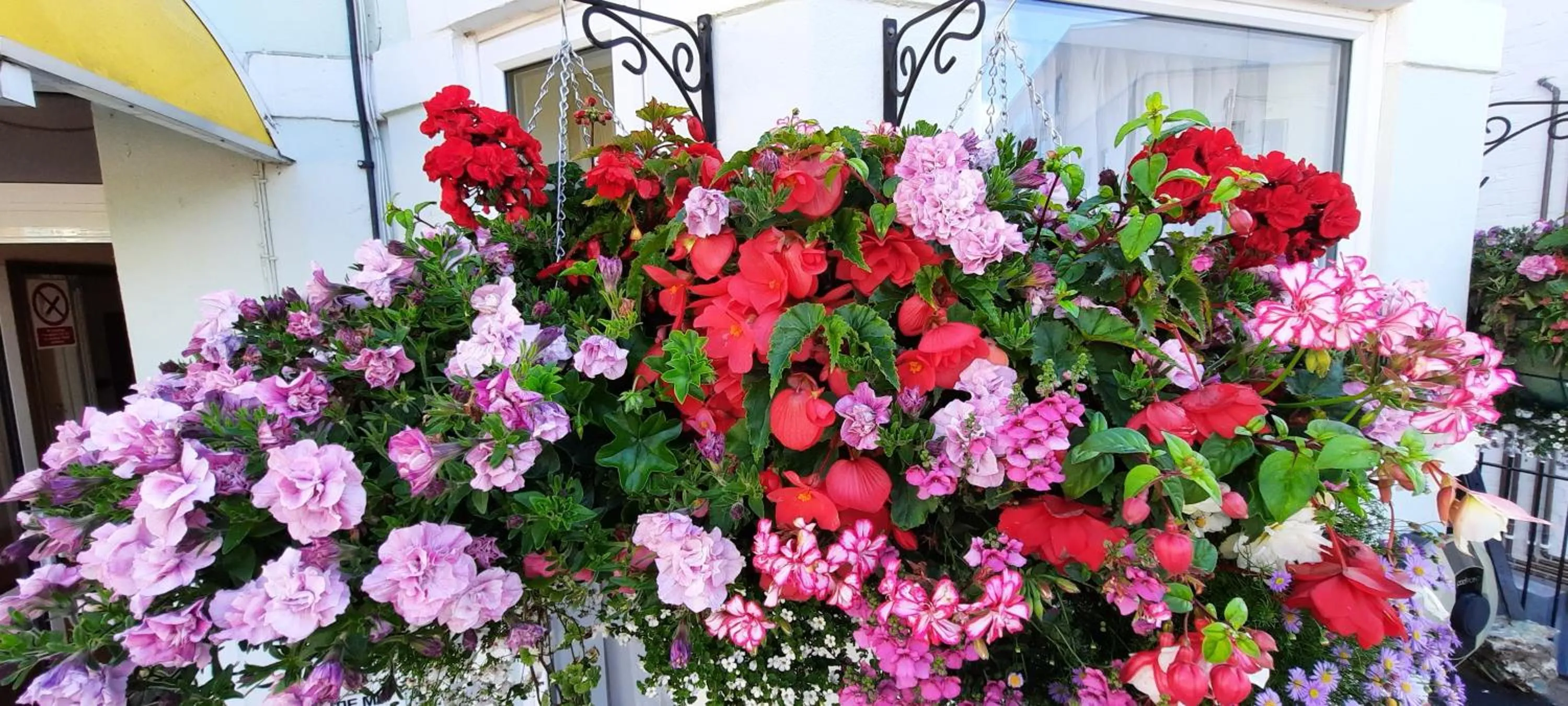 Spring in Dolphins Hotel