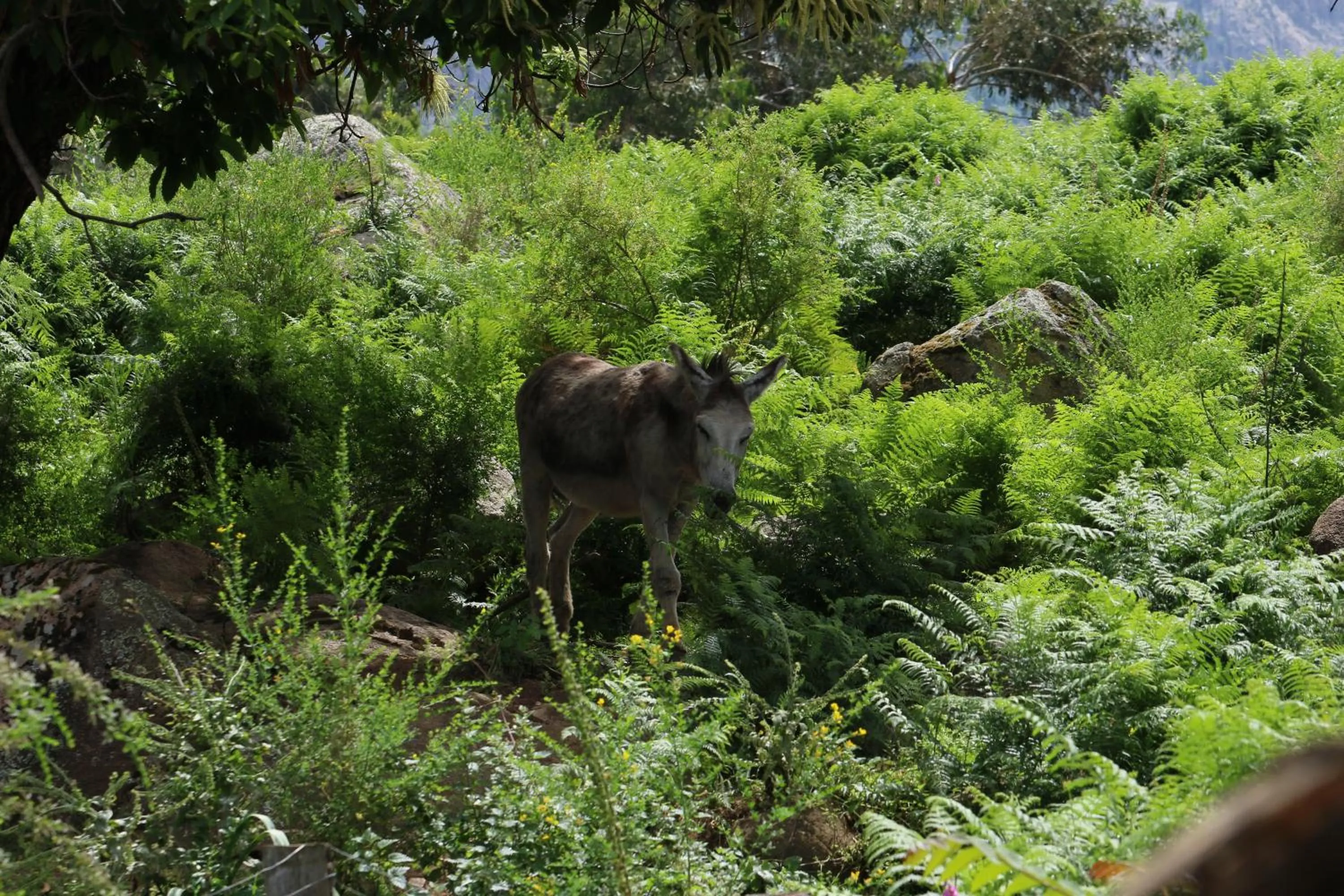 Animals in Funtana a l'Ora