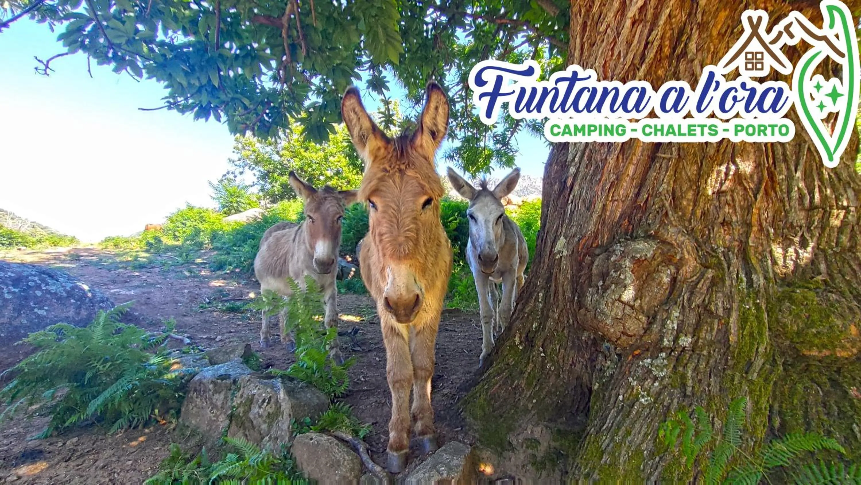 Property logo or sign in Funtana a l'Ora