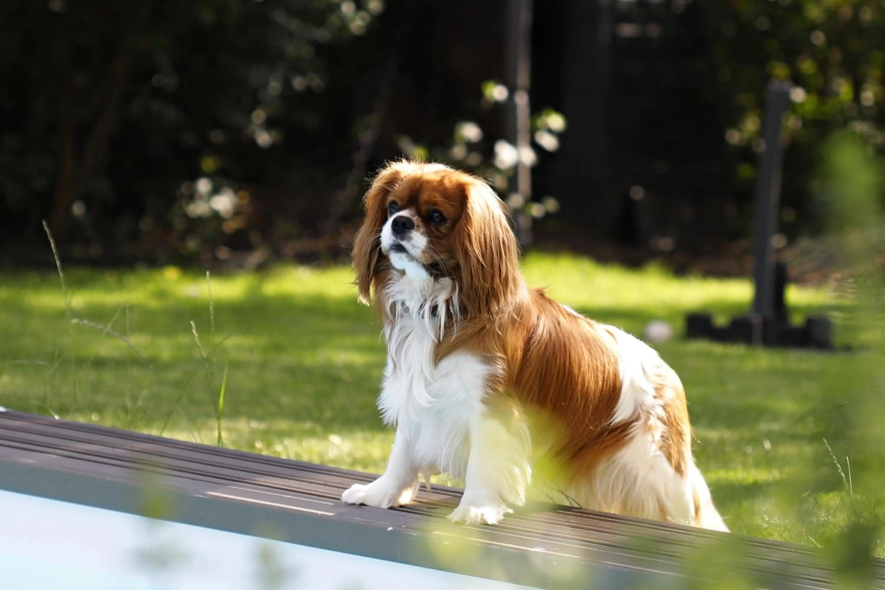 Garden in Apart Hotel Jablonec
