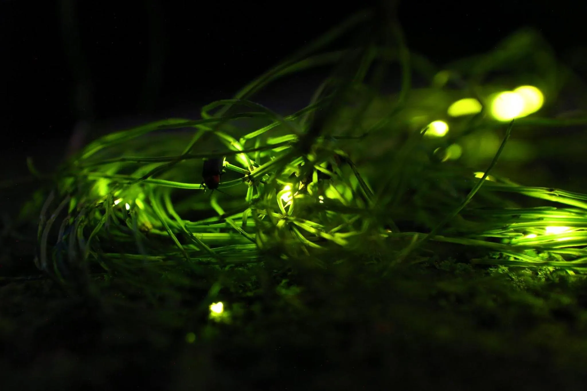 Restaurant/places to eat in Momijiya Annex