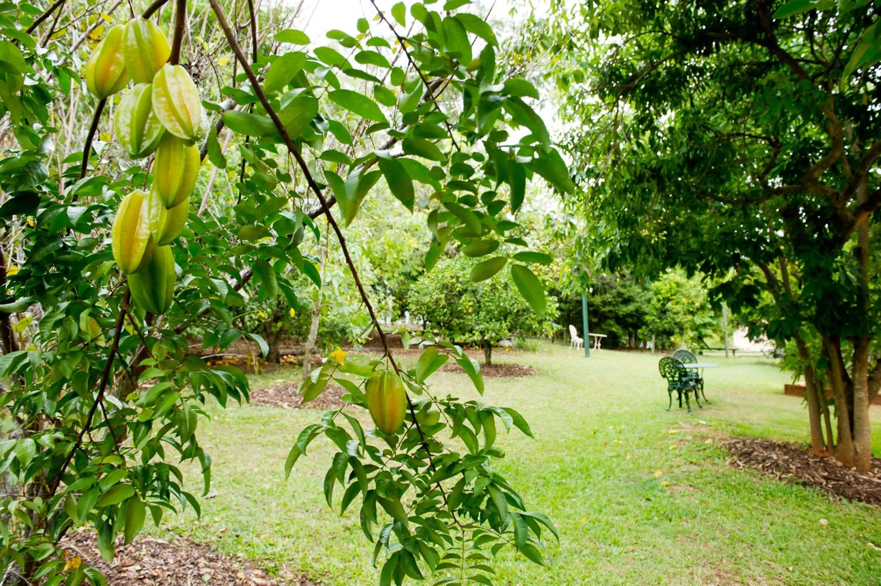 Garden in Glass House Mountains Ecolodge