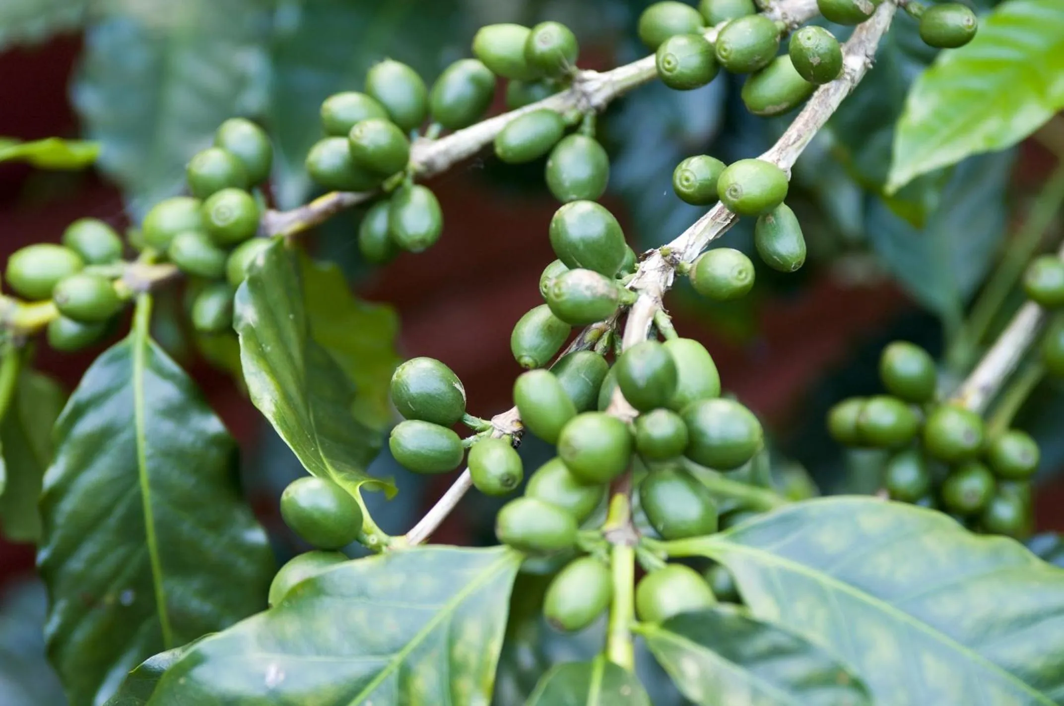 Garden in Glass House Mountains Ecolodge