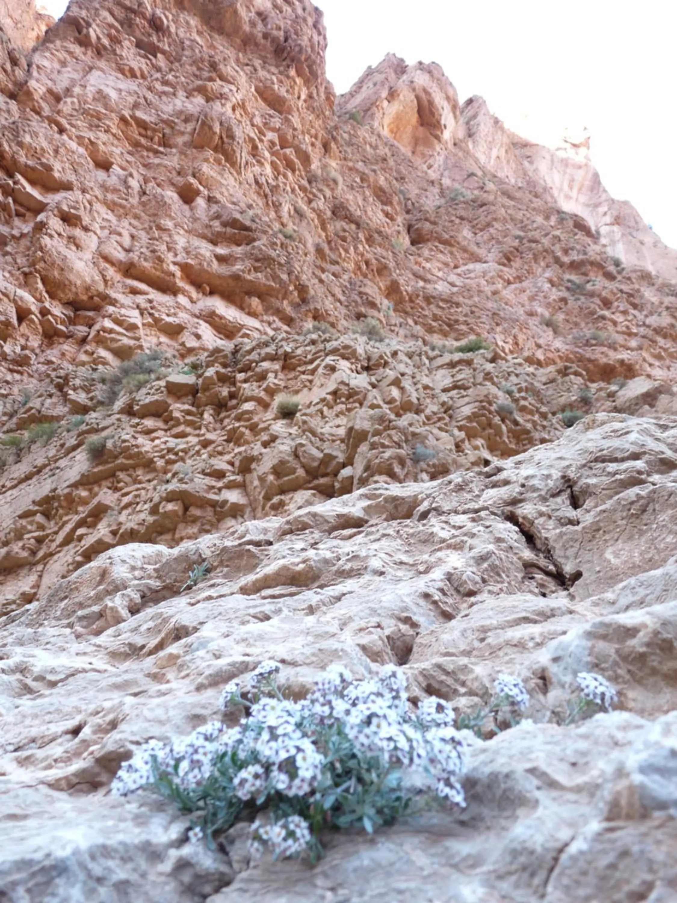 Les Jardins De Todgha gorges de todra tinghir