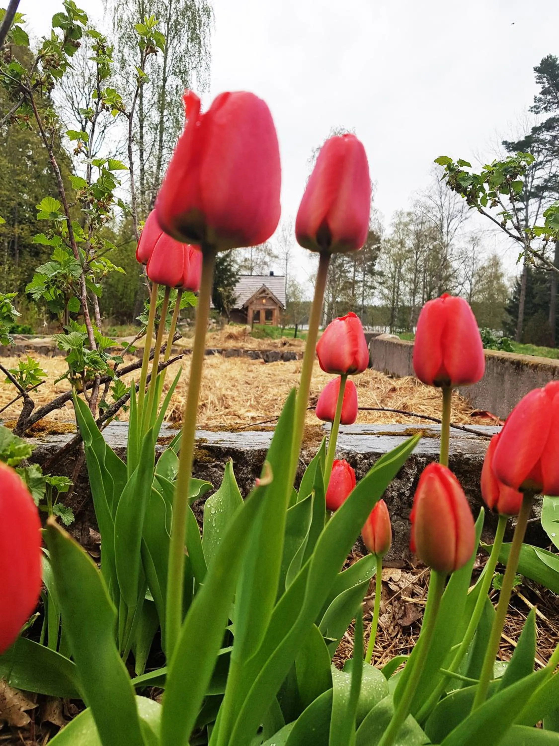 Garden in Garpenbergs B&B, BnB