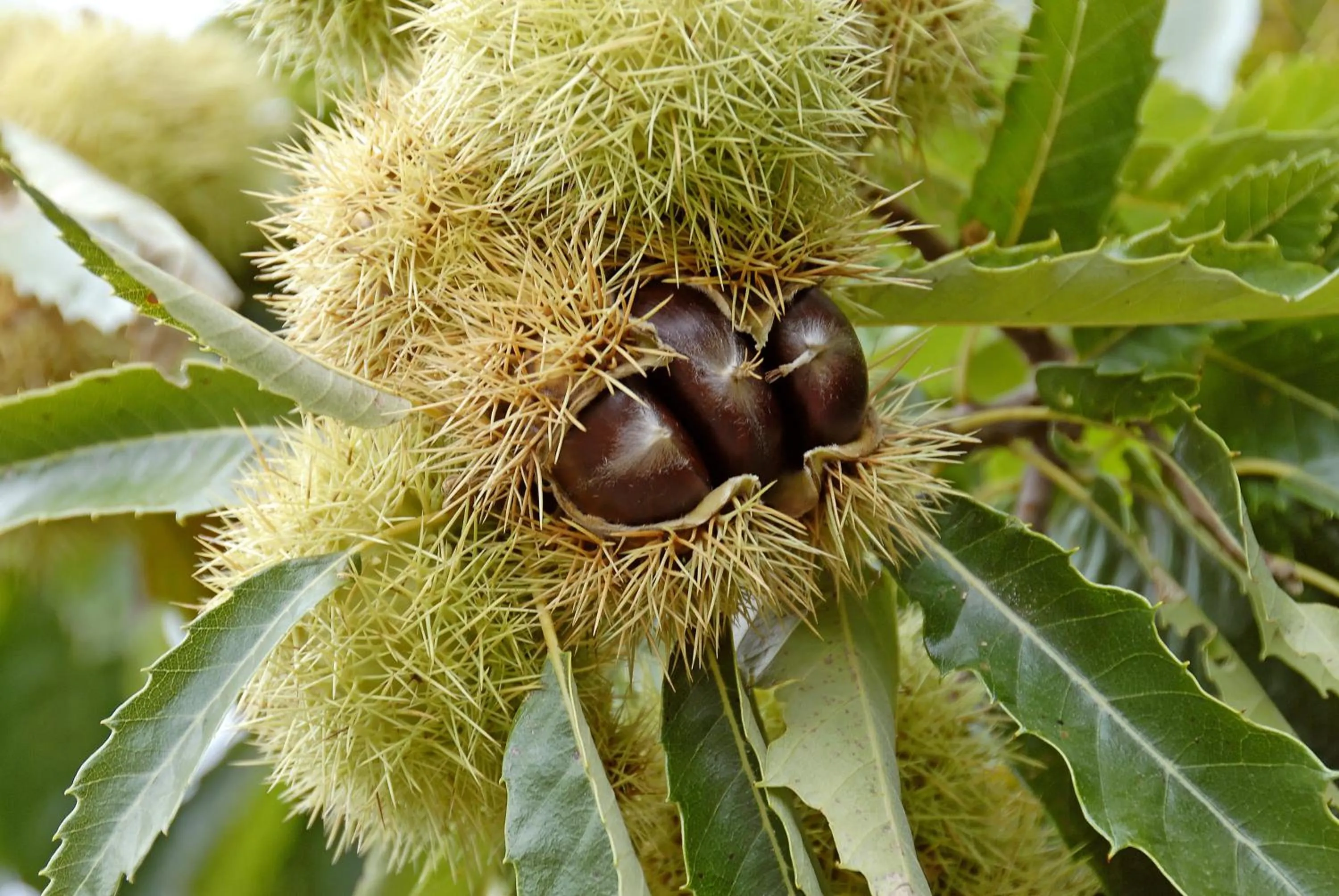 Logis Hotel Restaurant des Gorges du Tarn