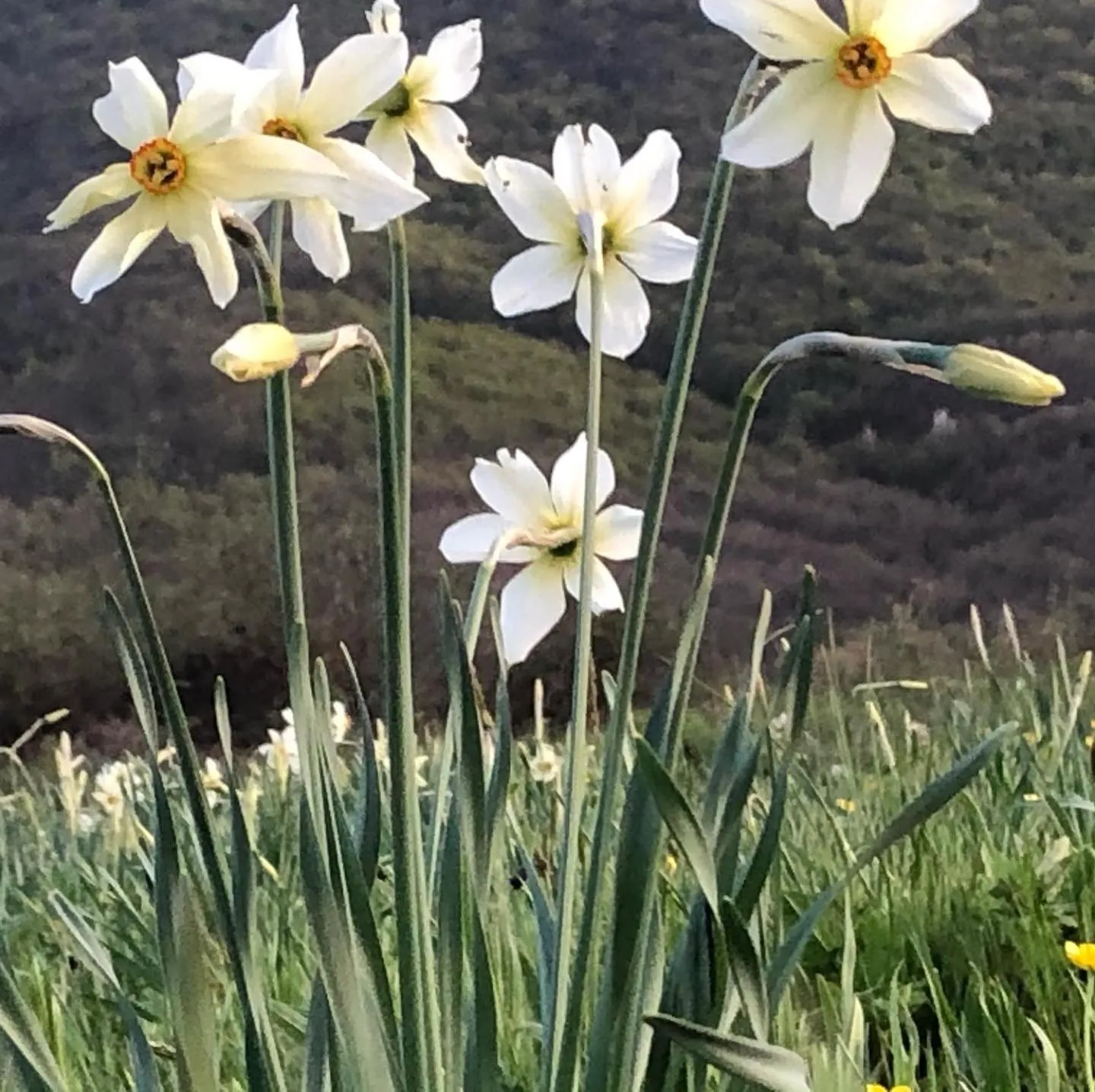 Spring in Agios Germanos