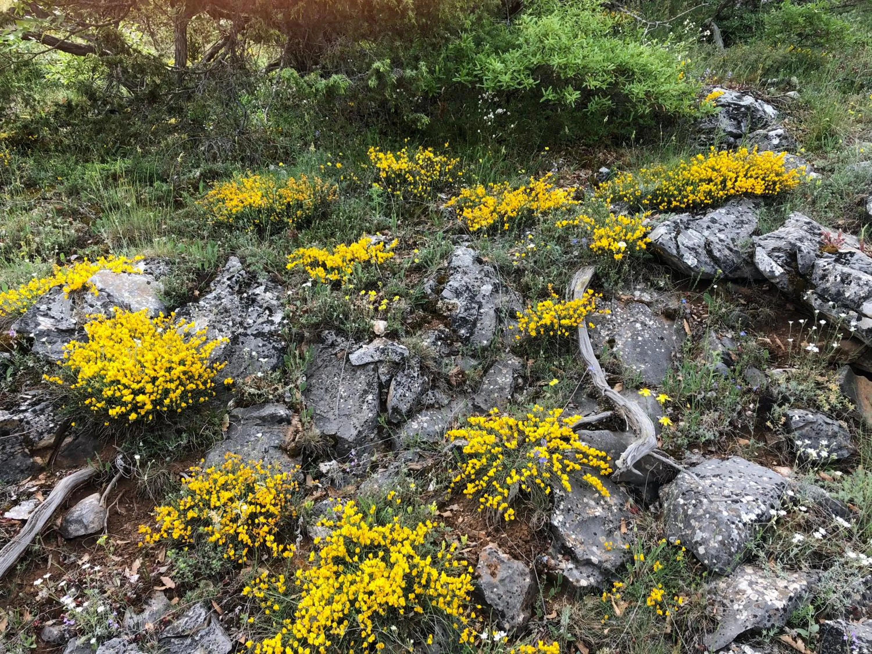 Spring in Agios Germanos