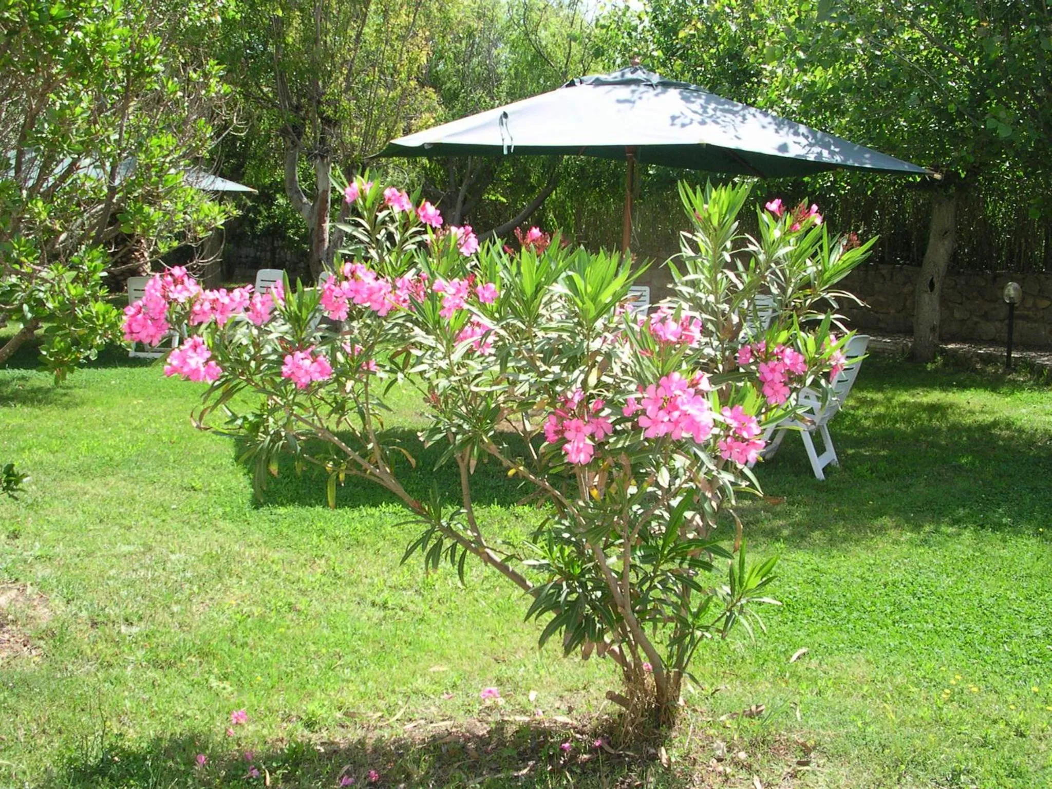 Garden in Hotel Nido D'aquila