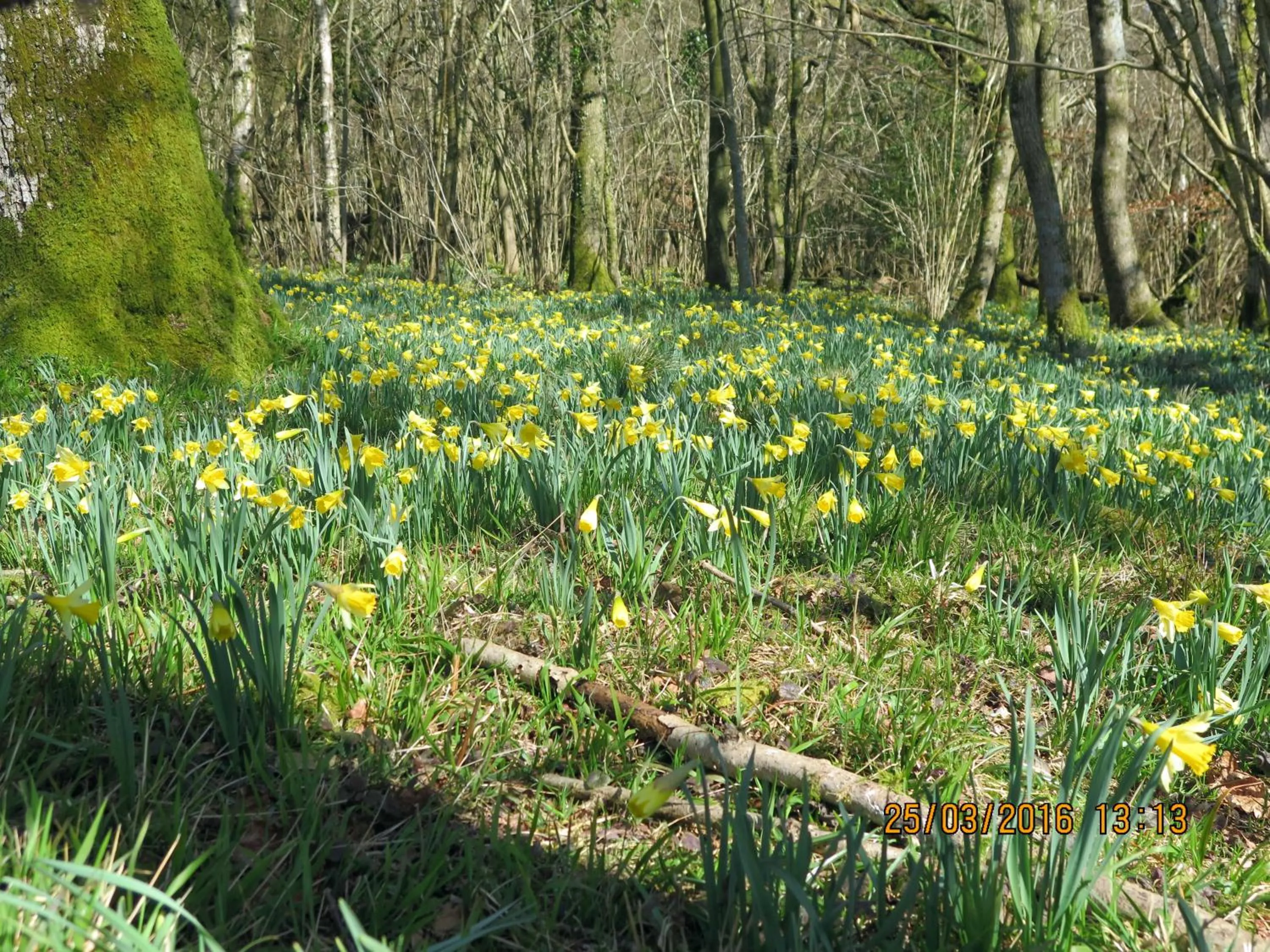 Spring in Chilgrove Farm Bed & Breakfast