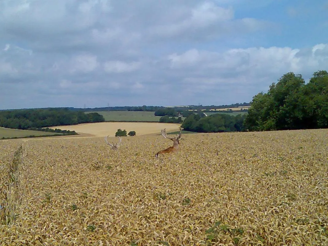 Other in Chilgrove Farm Bed & Breakfast