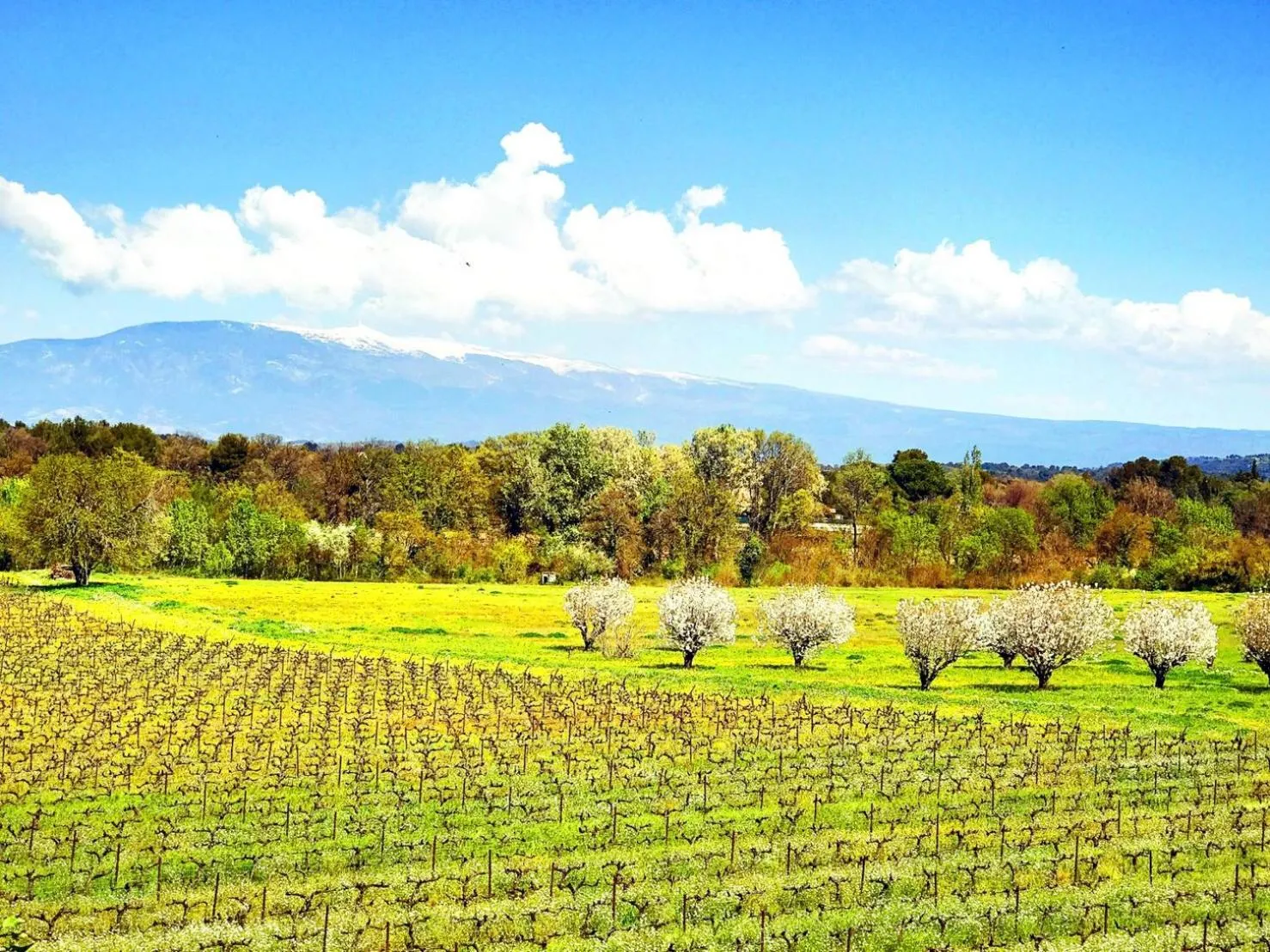 Spring in Domaine de La Brave