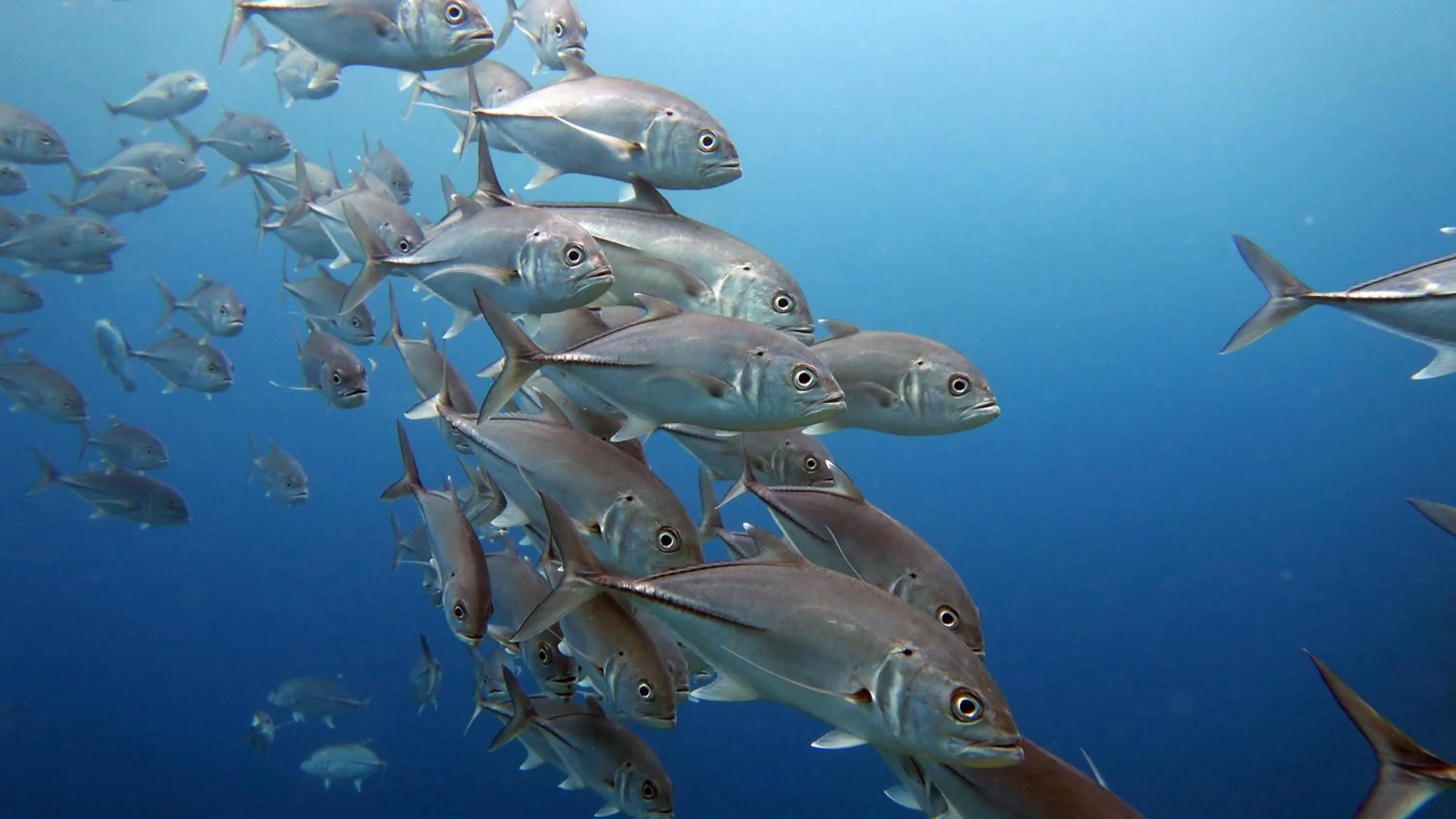 Diving in Dolarog Beach Resort