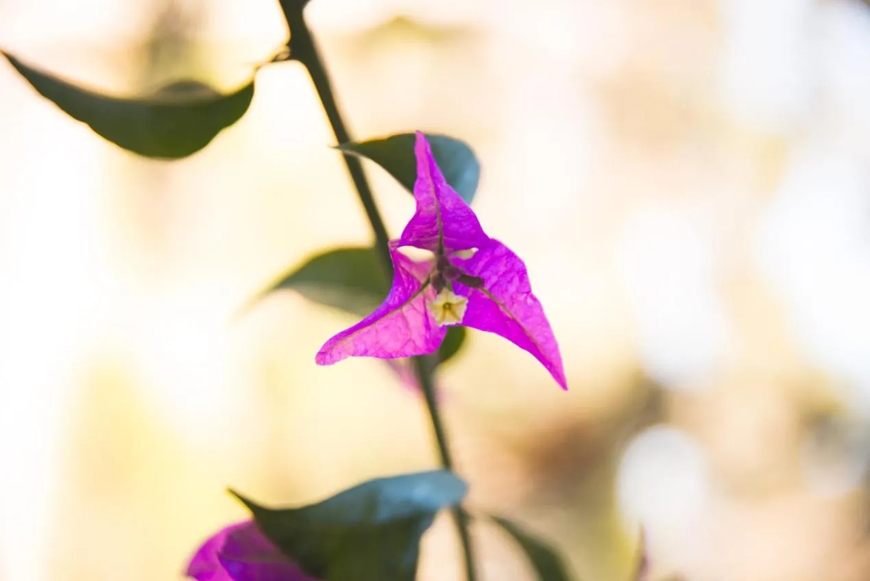 Garden view in Kalá Hotel Boutique