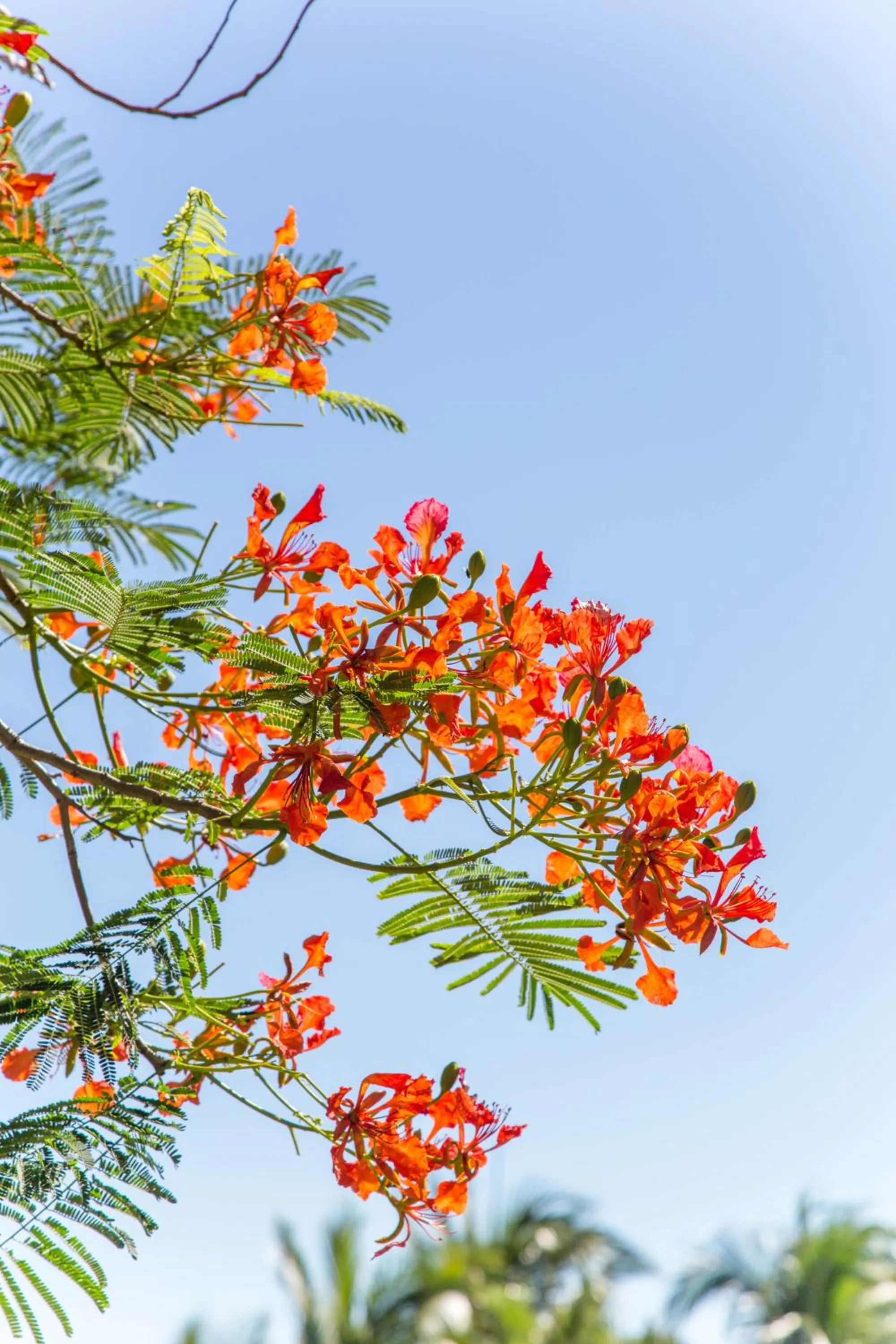 Natural landscape in Mandarin Oriental, Sanya