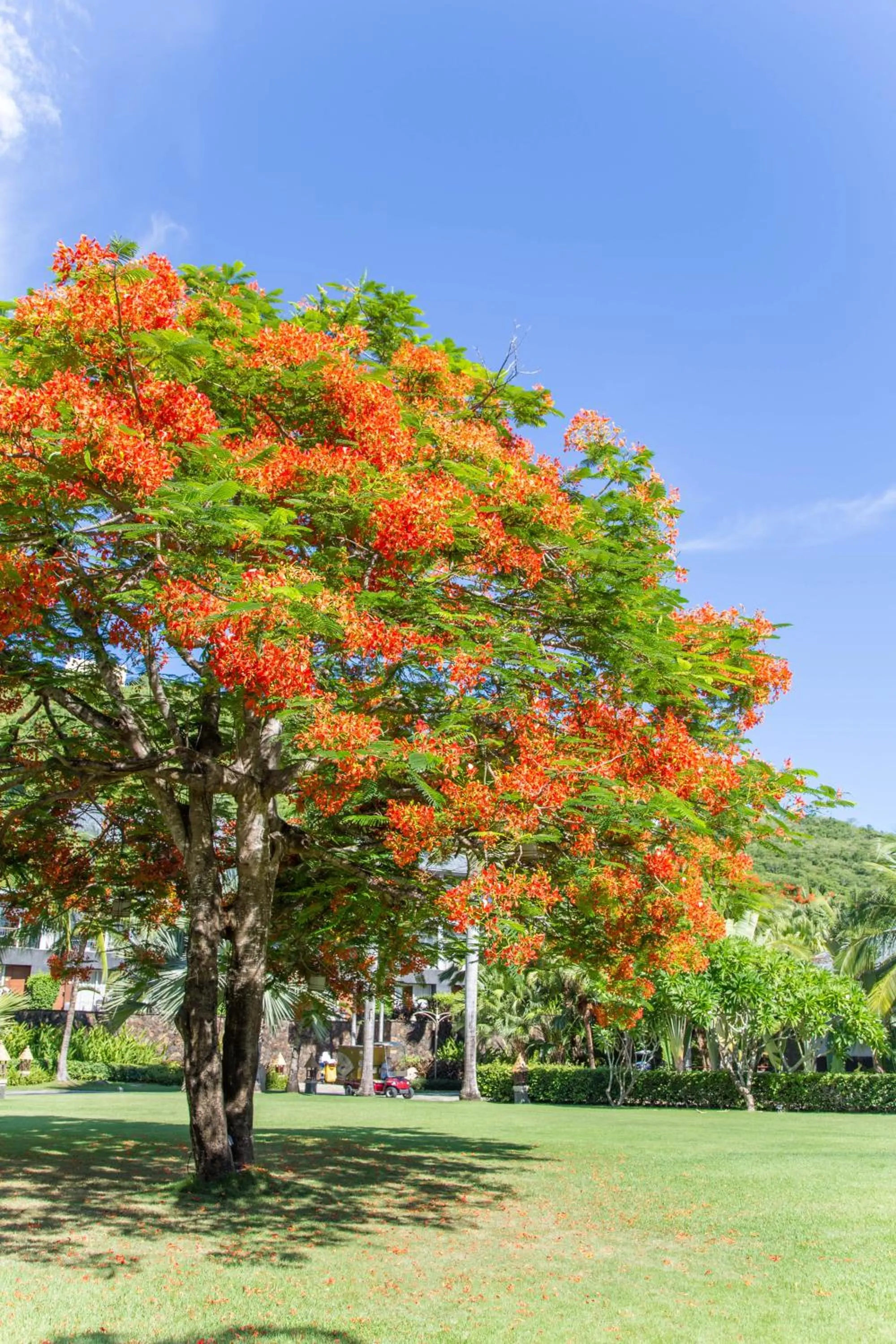 Natural landscape in Mandarin Oriental, Sanya