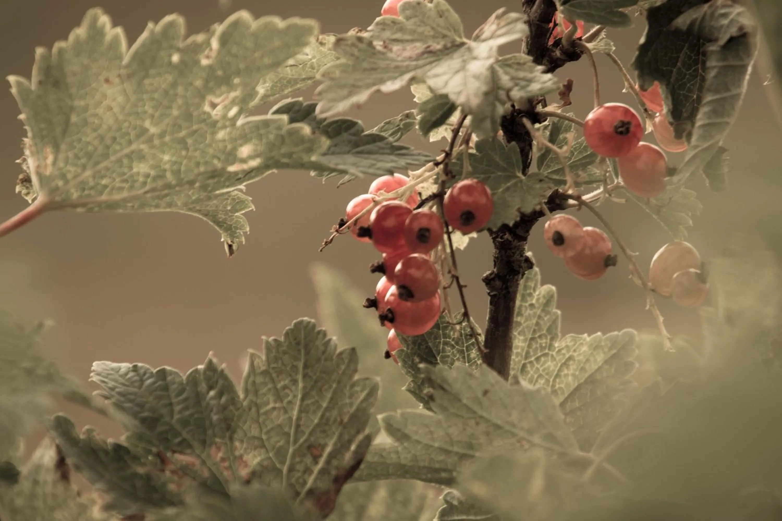 Autumn in Mjóanes accommodation