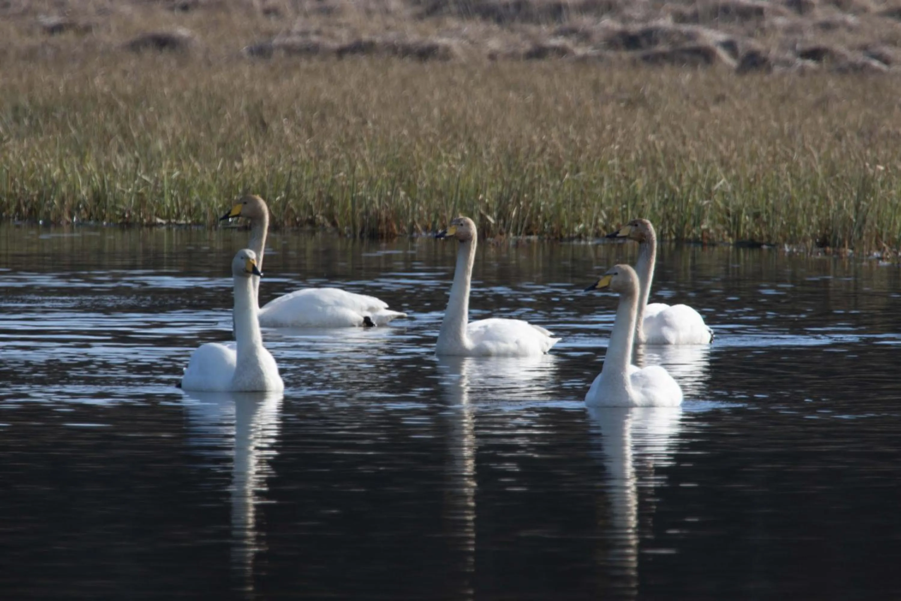 Off site in Mjóanes accommodation