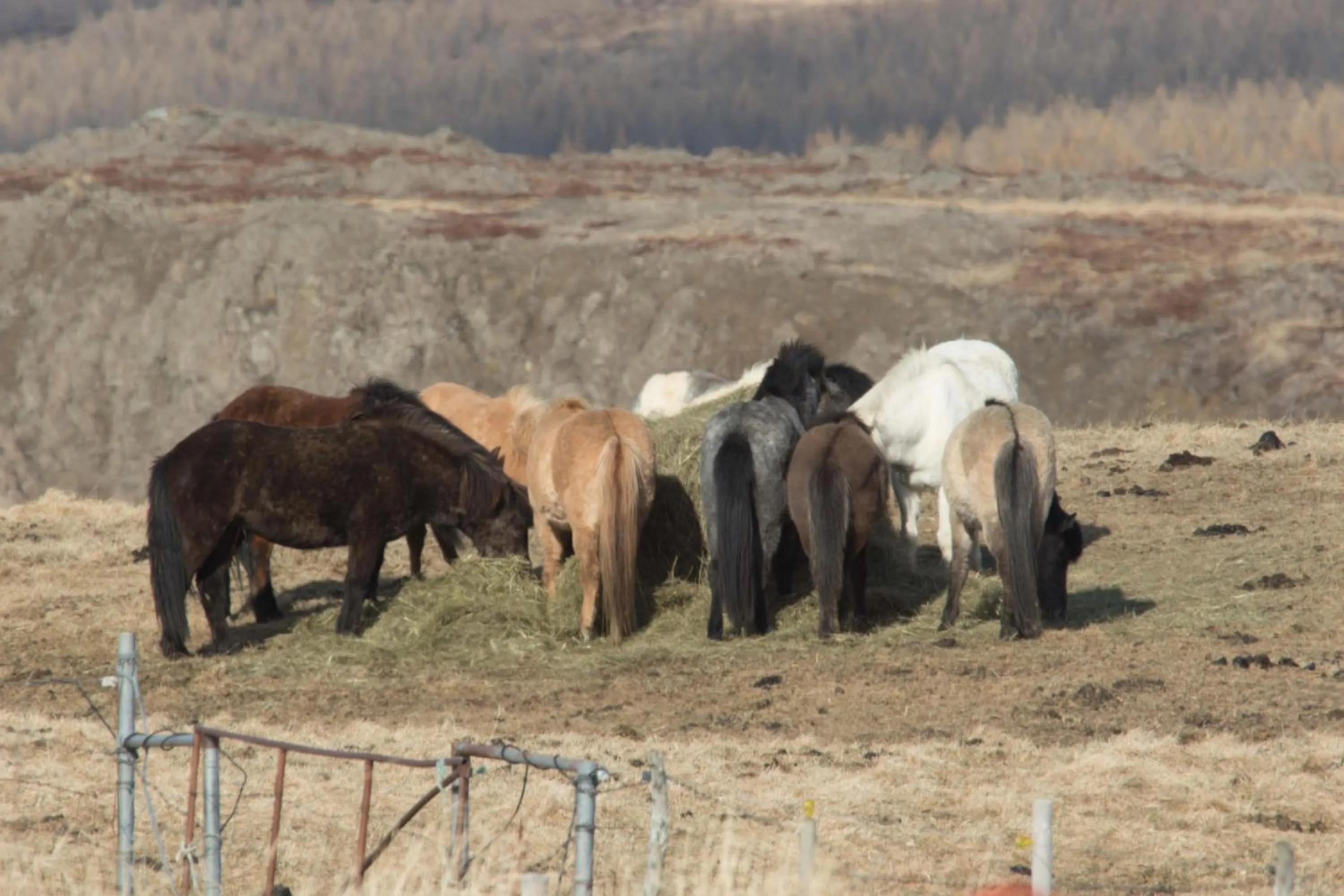 On site in Mjóanes accommodation