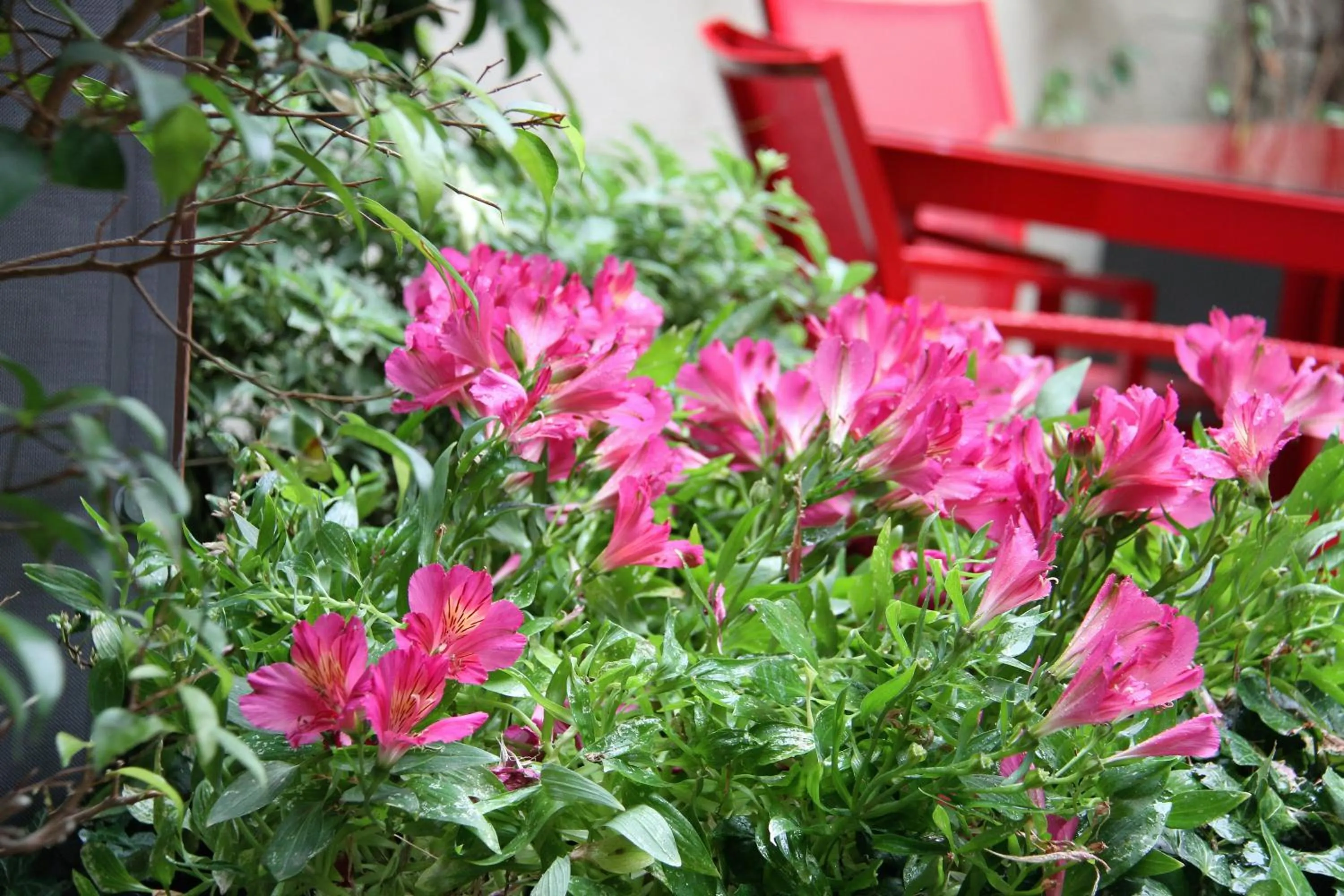 Garden in Anba Boutique