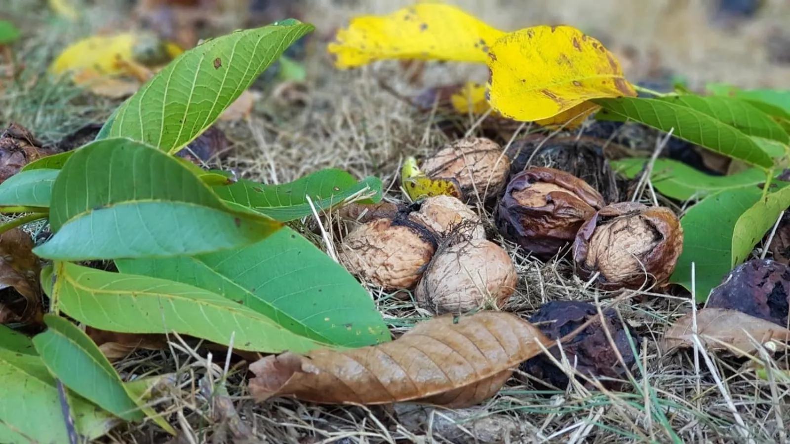 Food in Manoir le Bout du Pont-Chambres d'Hôtes