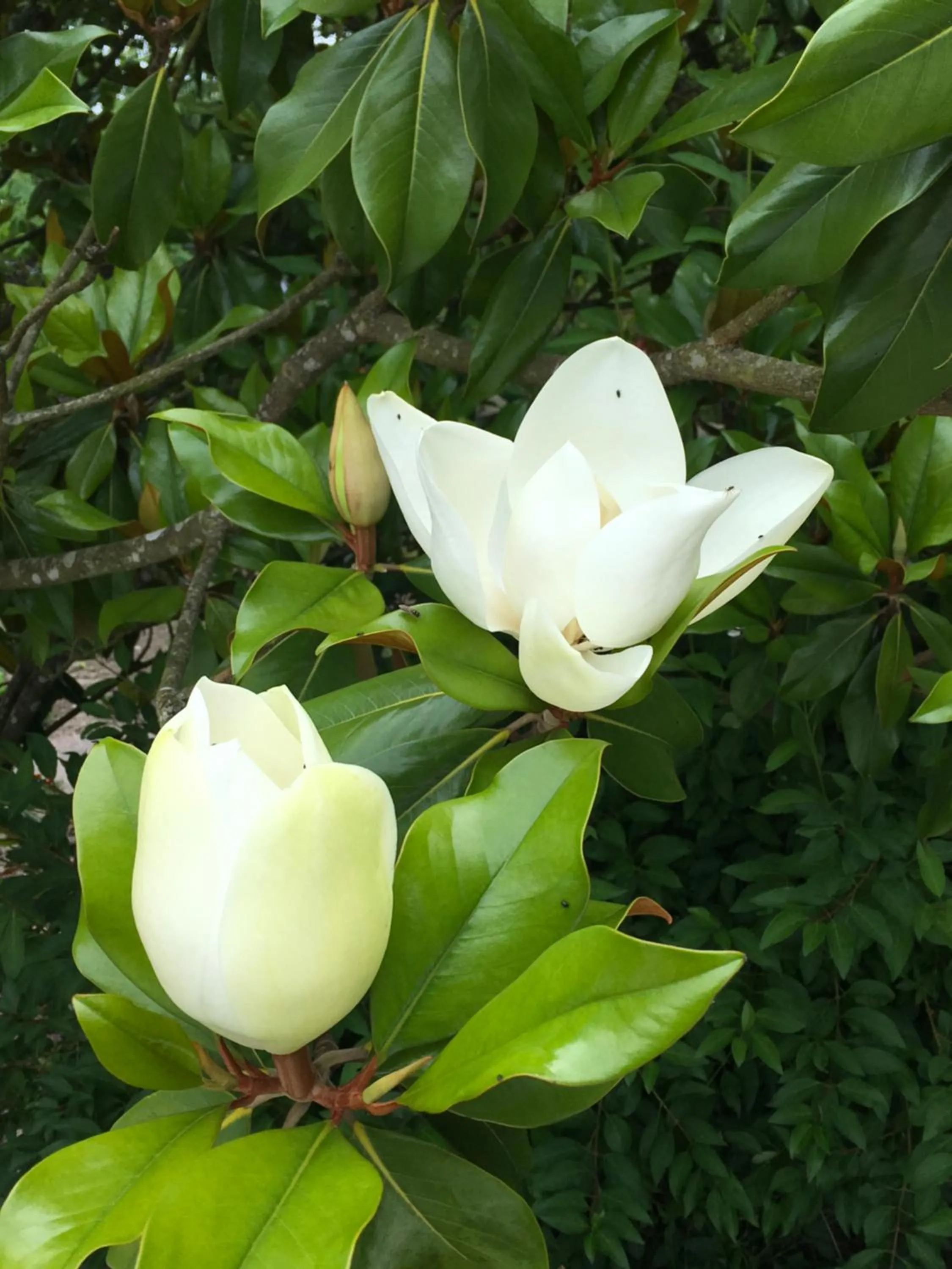 Garden in Manoir le Bout du Pont-Chambres d'Hôtes