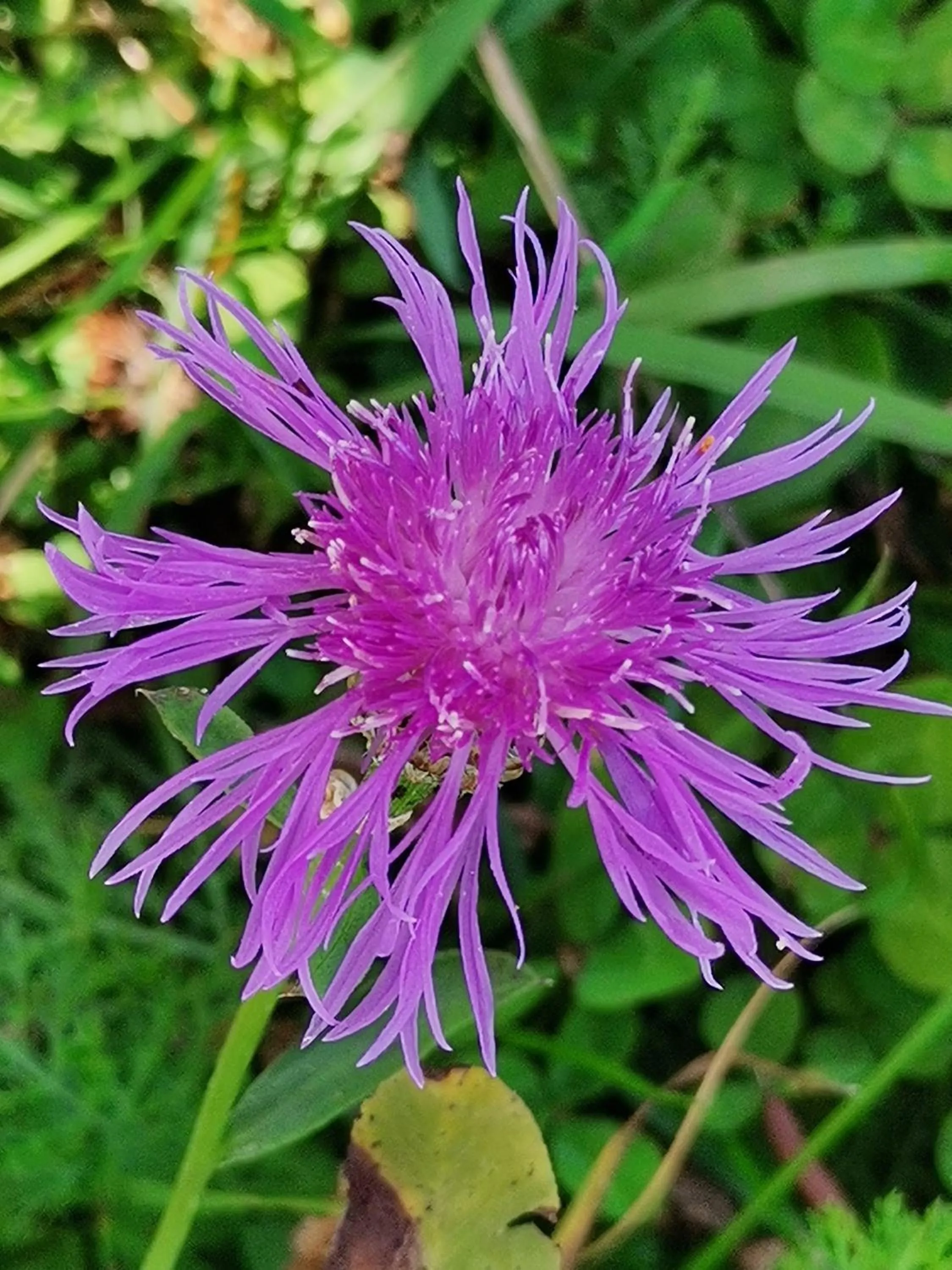 Landhaus Schwaighofer Dachstein West