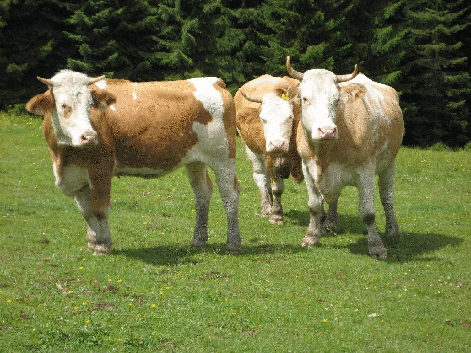 Animals in Landhaus Schwaighofer Dachstein West