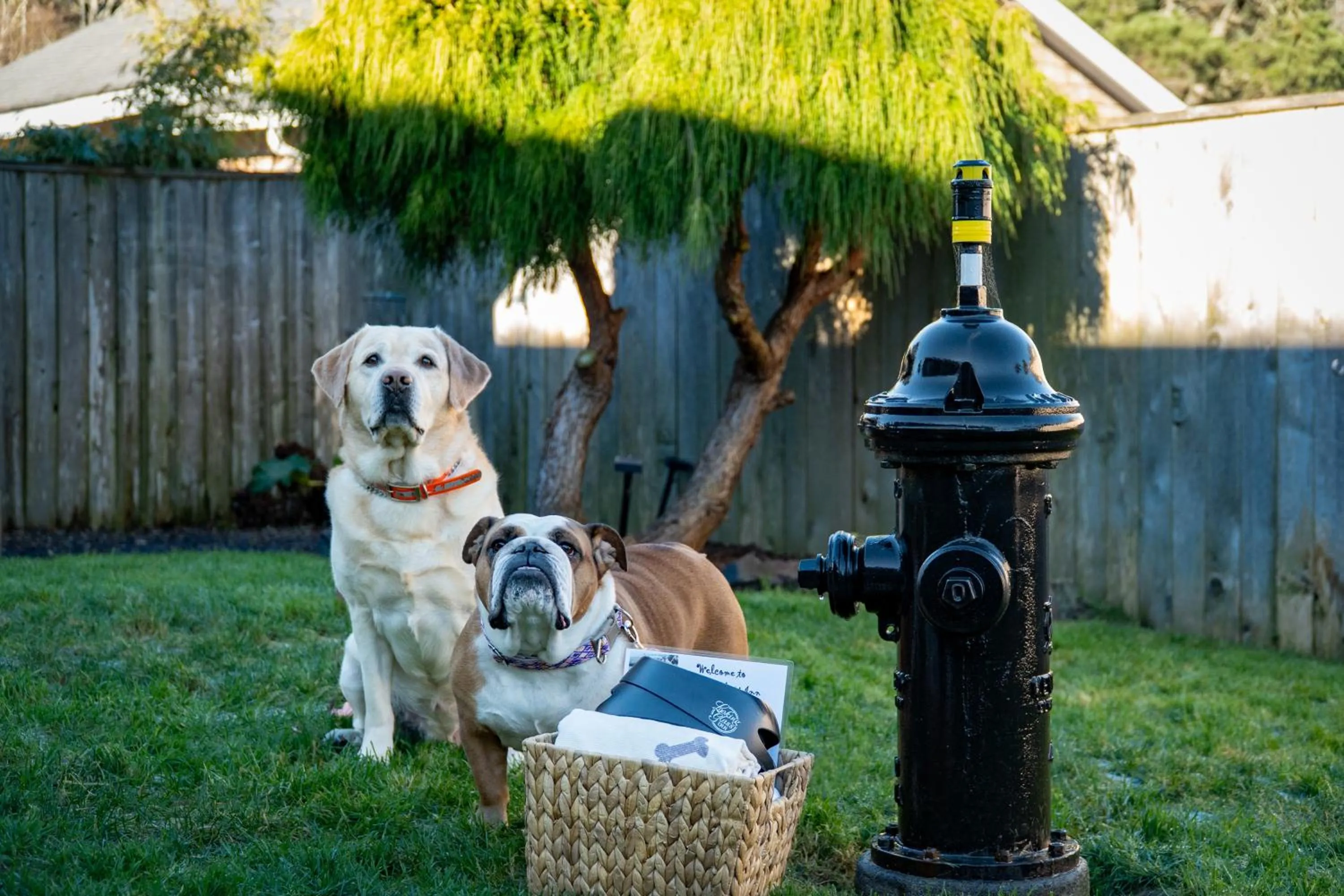 pet friendly in Looking Glass Inn