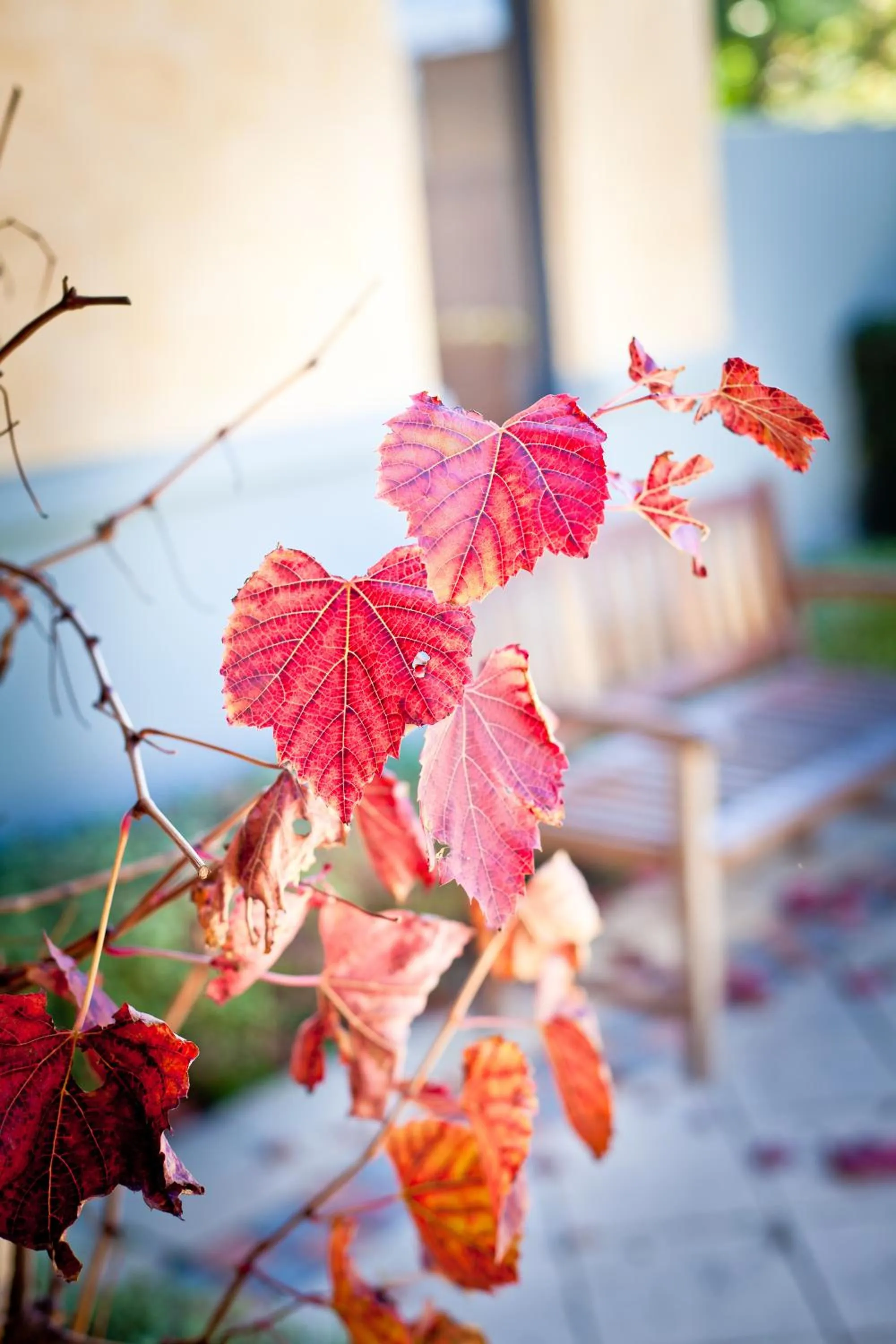 Garden in The Beach House At Bayside