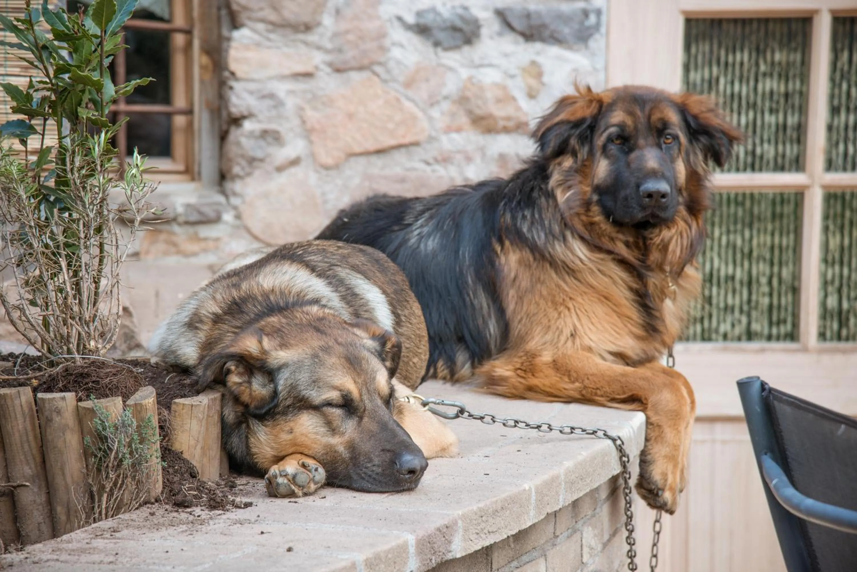 Pets in Maso Franceschella