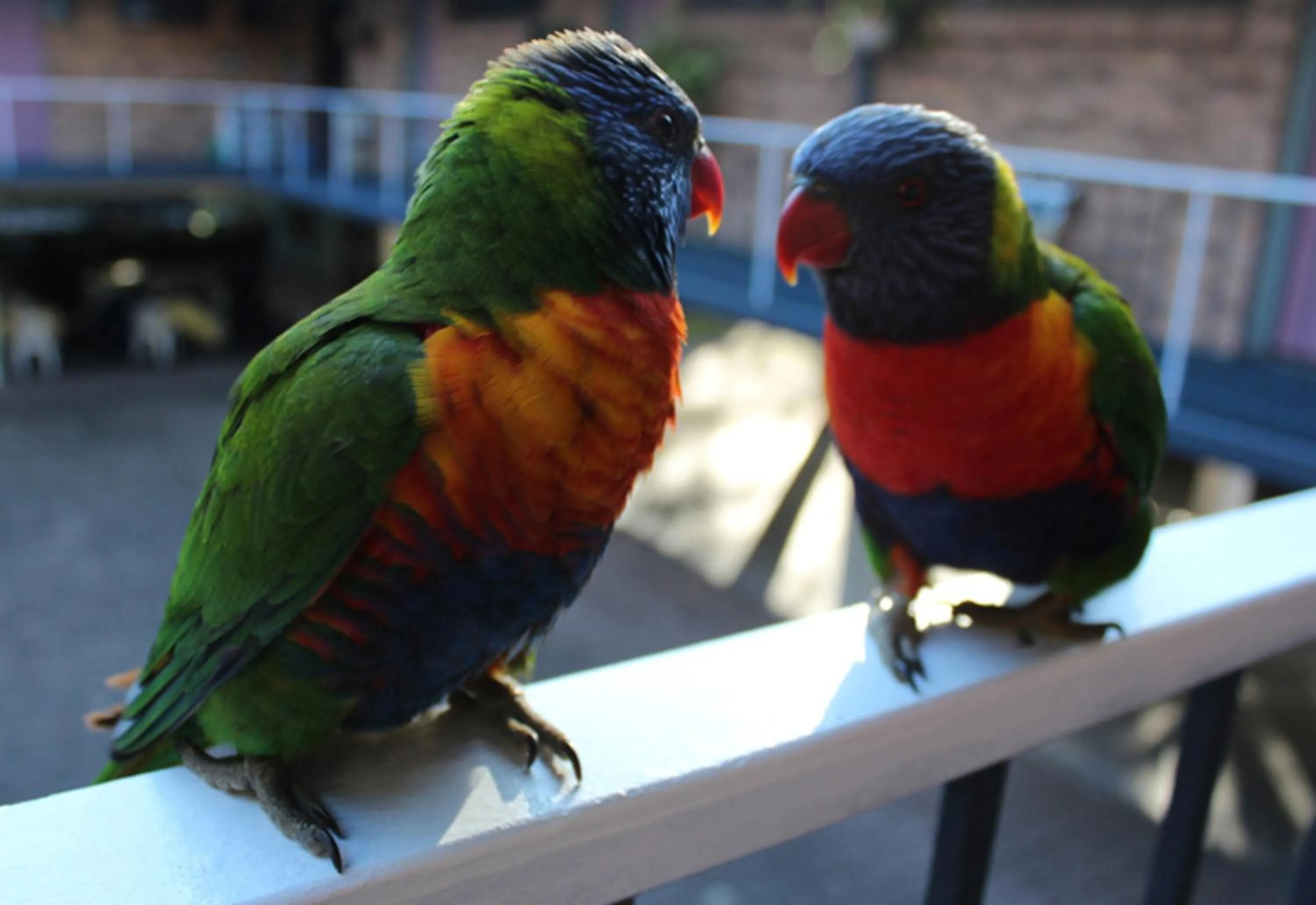 Facade/entrance in Port Stephens Motel