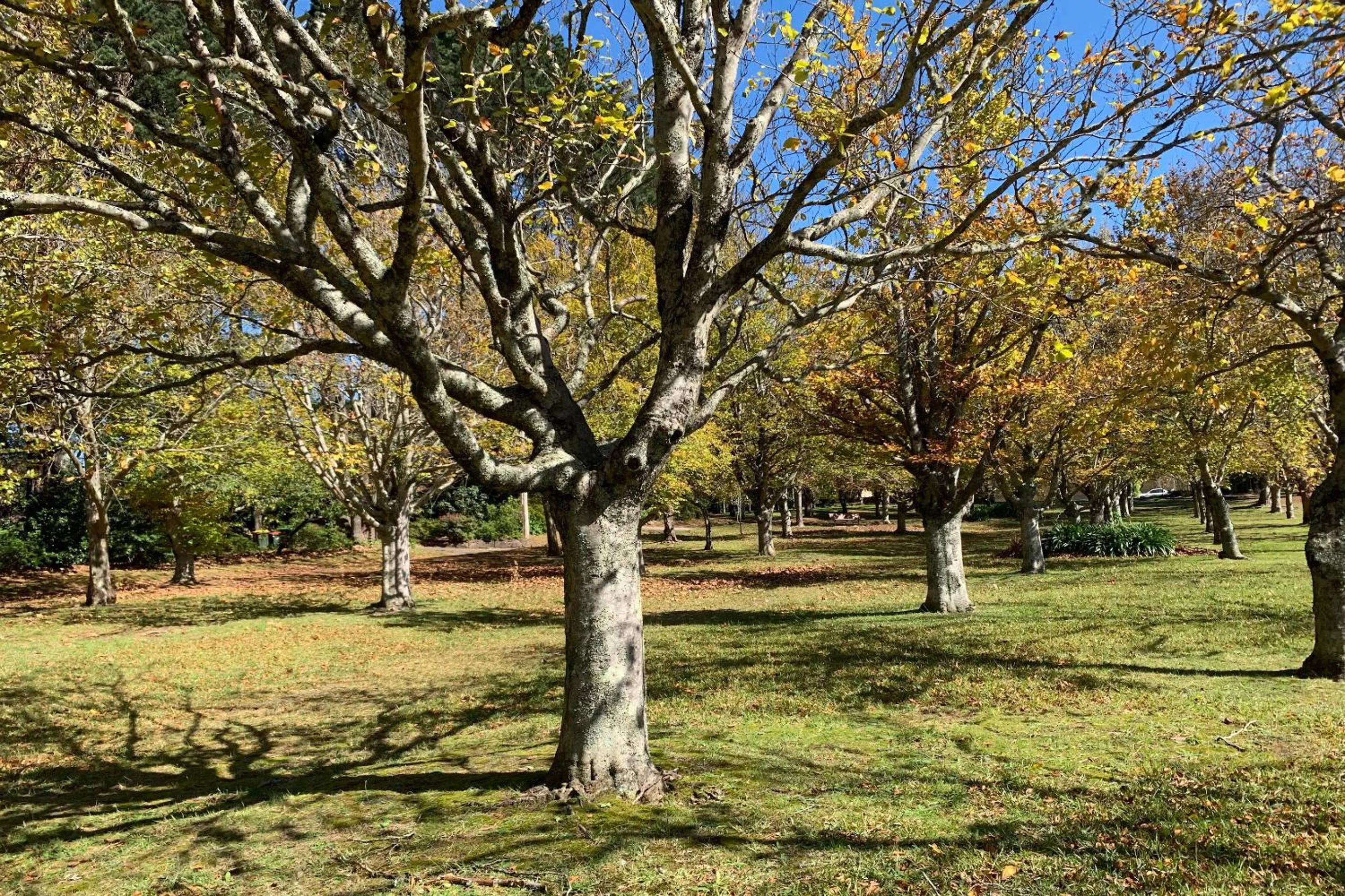 Neighbourhood in Falls Mountain Retreat Blue Mountains