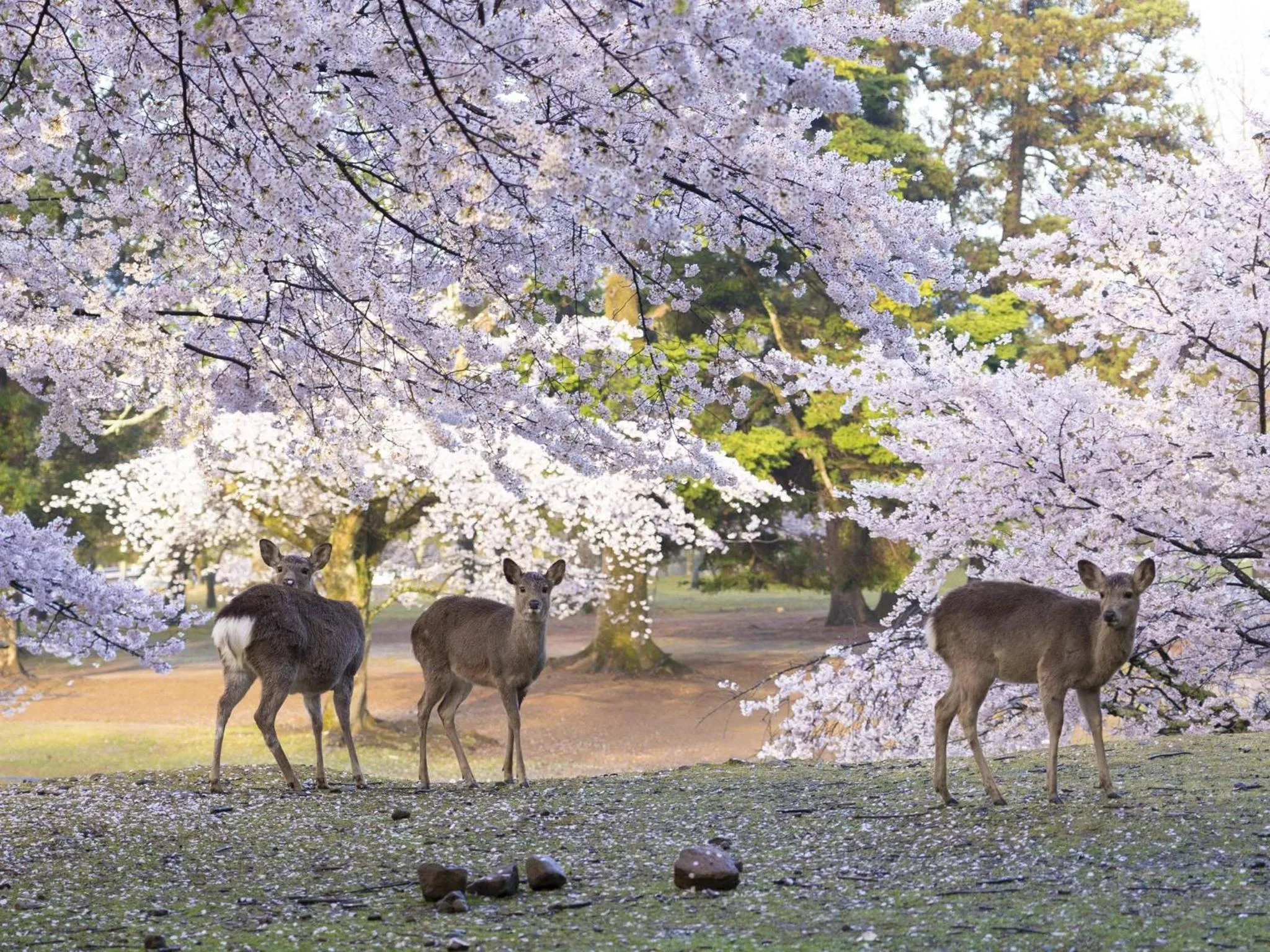 Nearby landmark in Hotel Nikko Nara