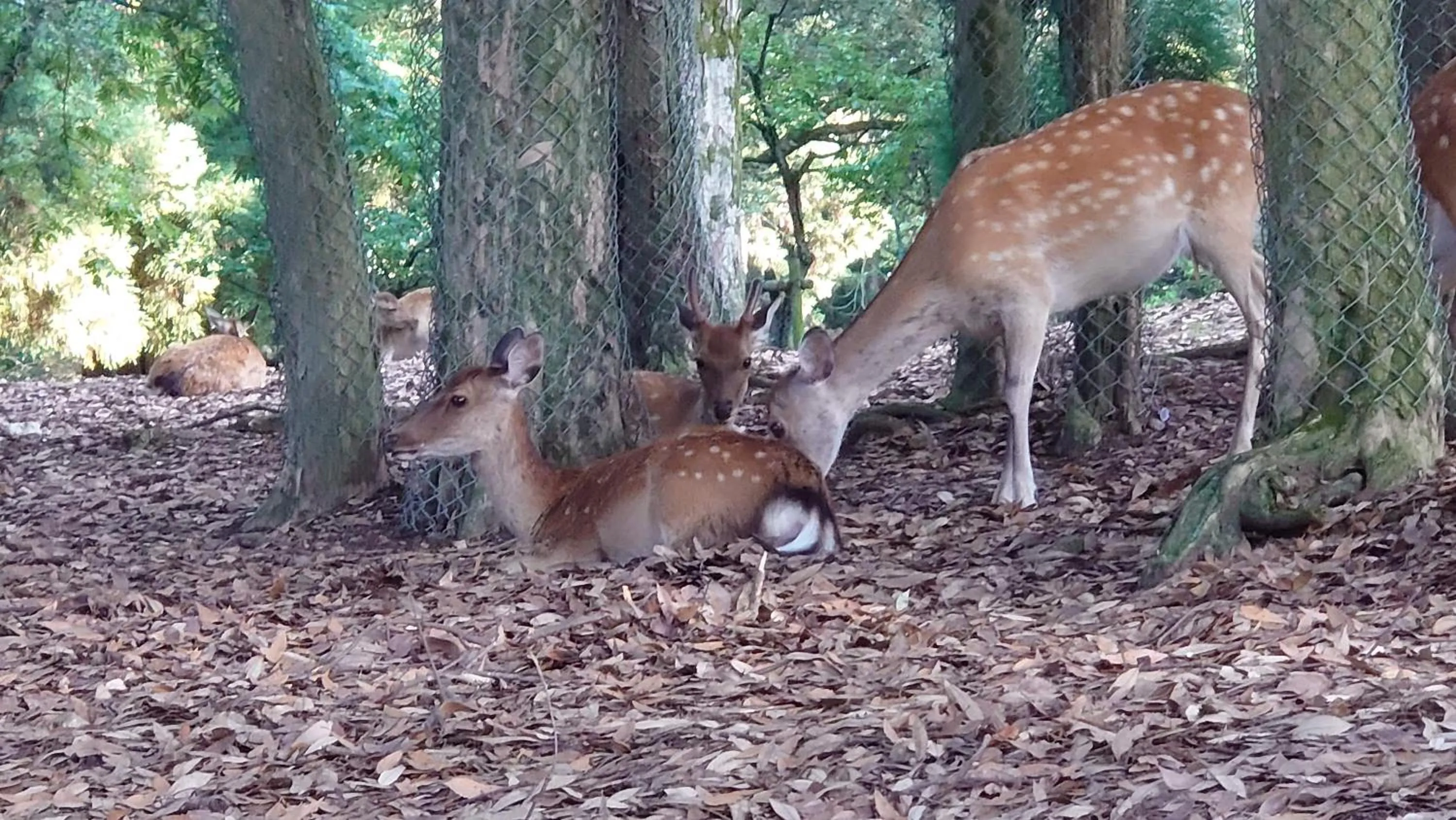 Nearby landmark in Hotel Nikko Nara