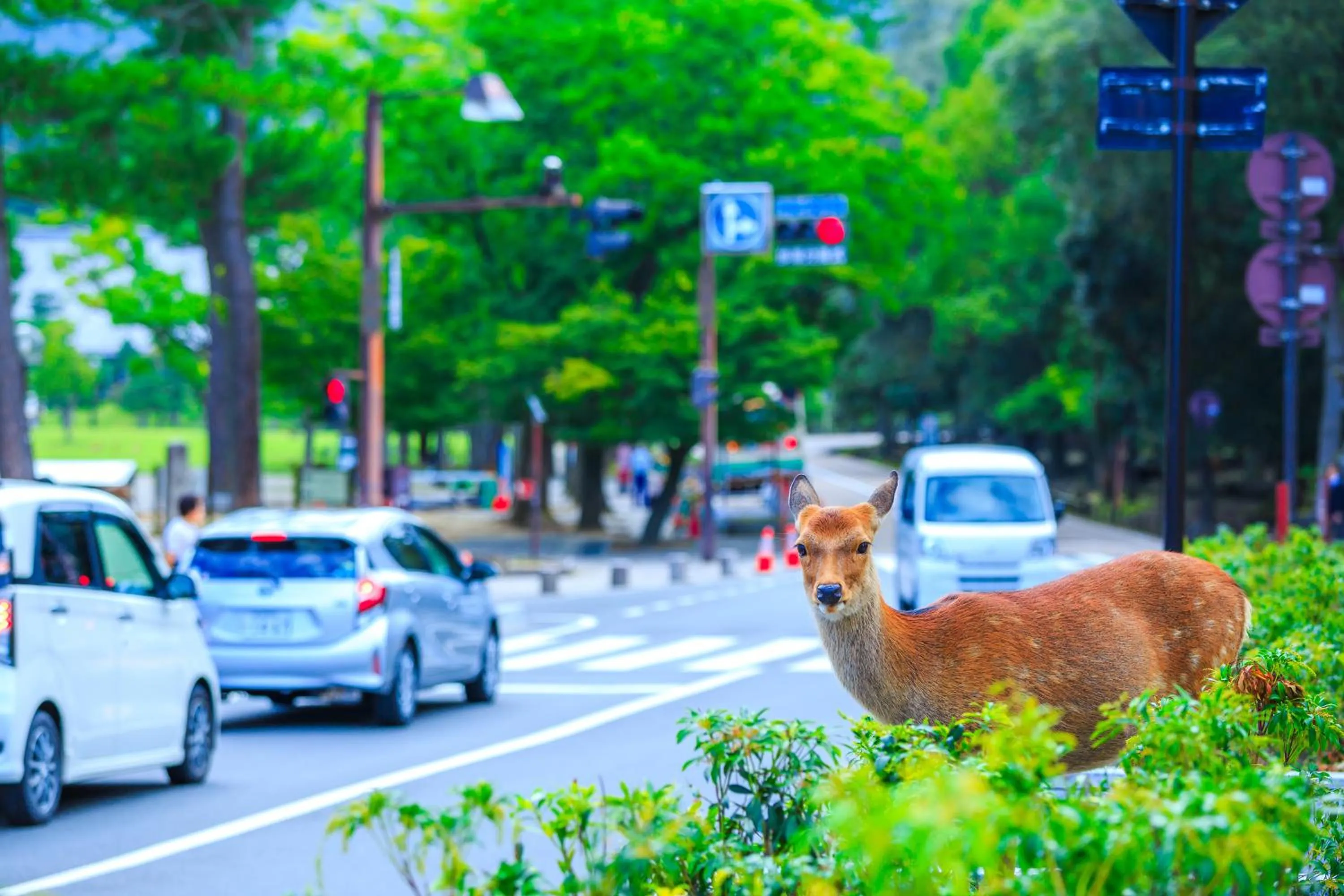 Nearby landmark in Hotel Nikko Nara