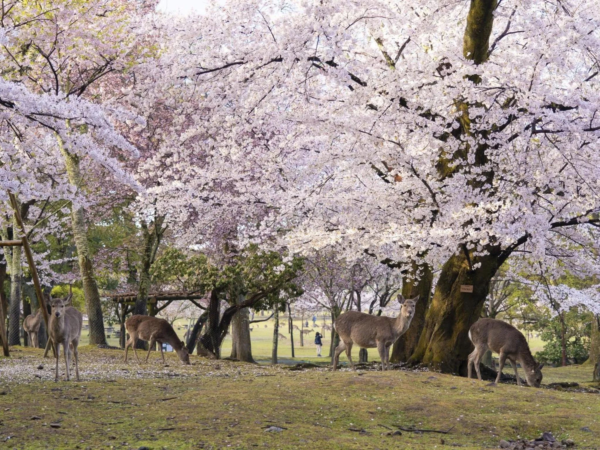 Nearby landmark in Hotel Nikko Nara