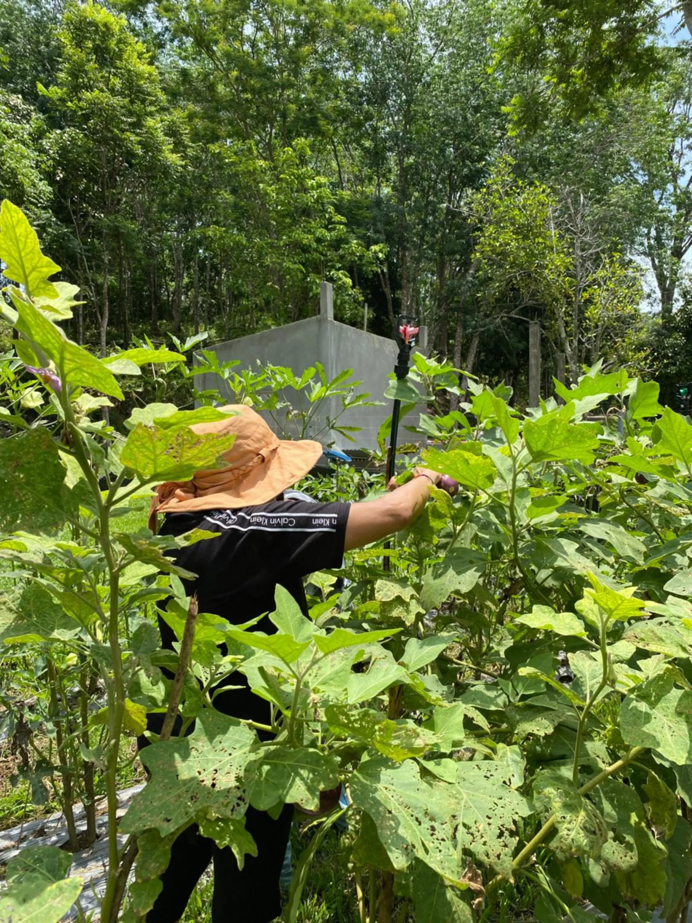 Natural landscape in Ambong Pool Villas - Private Pool