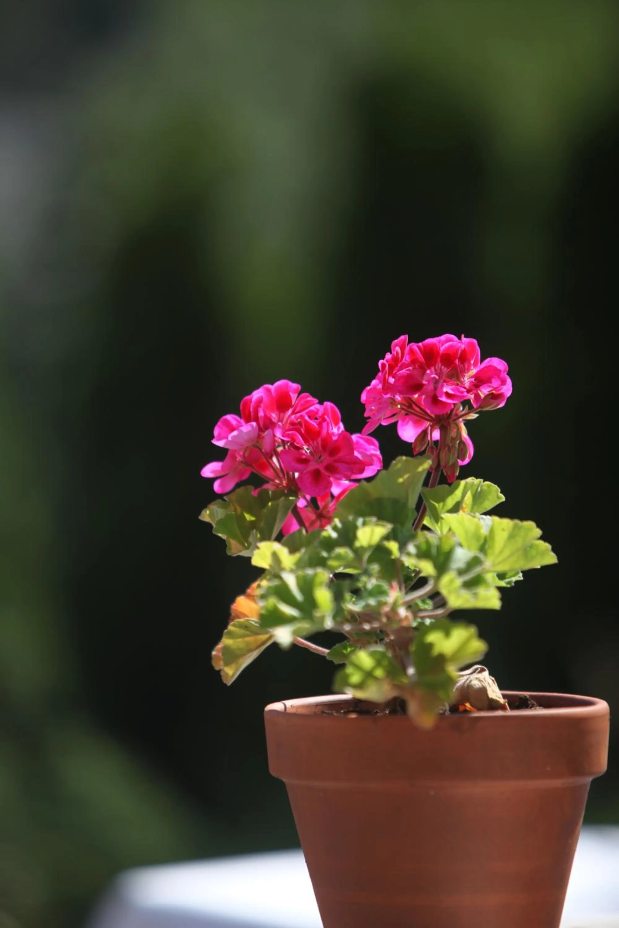 Decorative detail in Guest House Stancija Kovacici