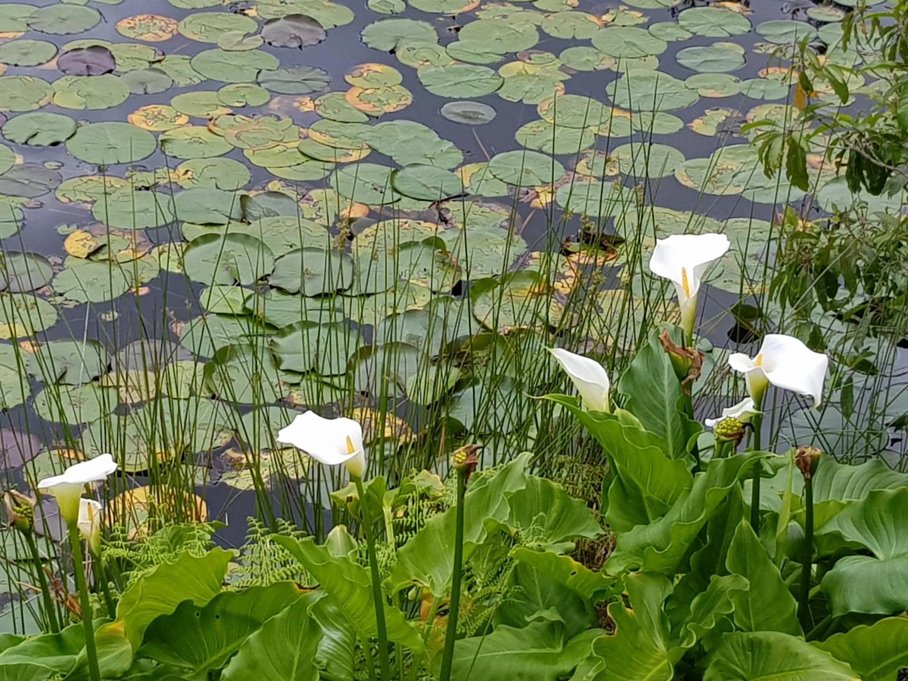 Property building in Lily Pond Country Lodge