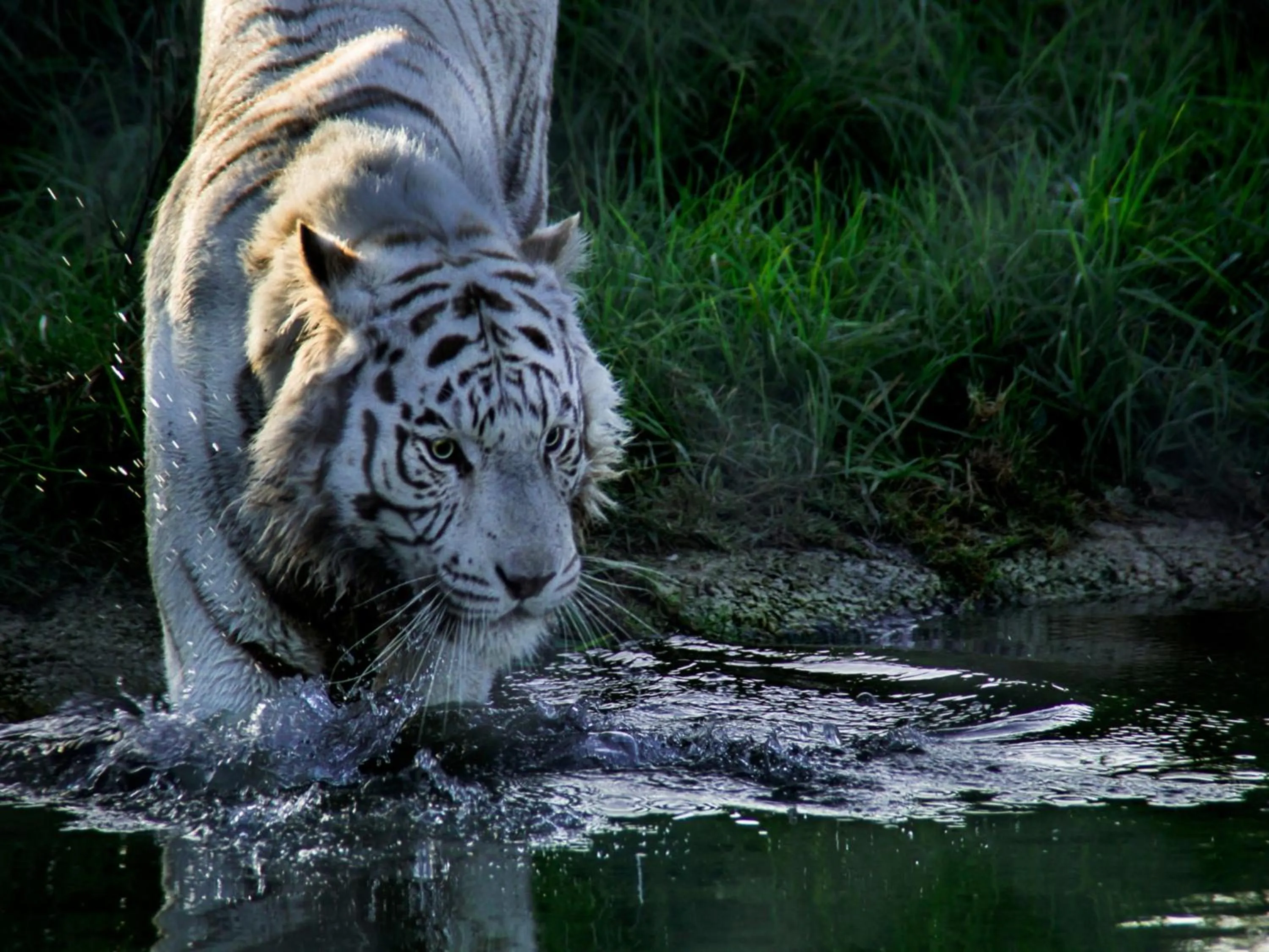 Day in Lily Pond Country Lodge