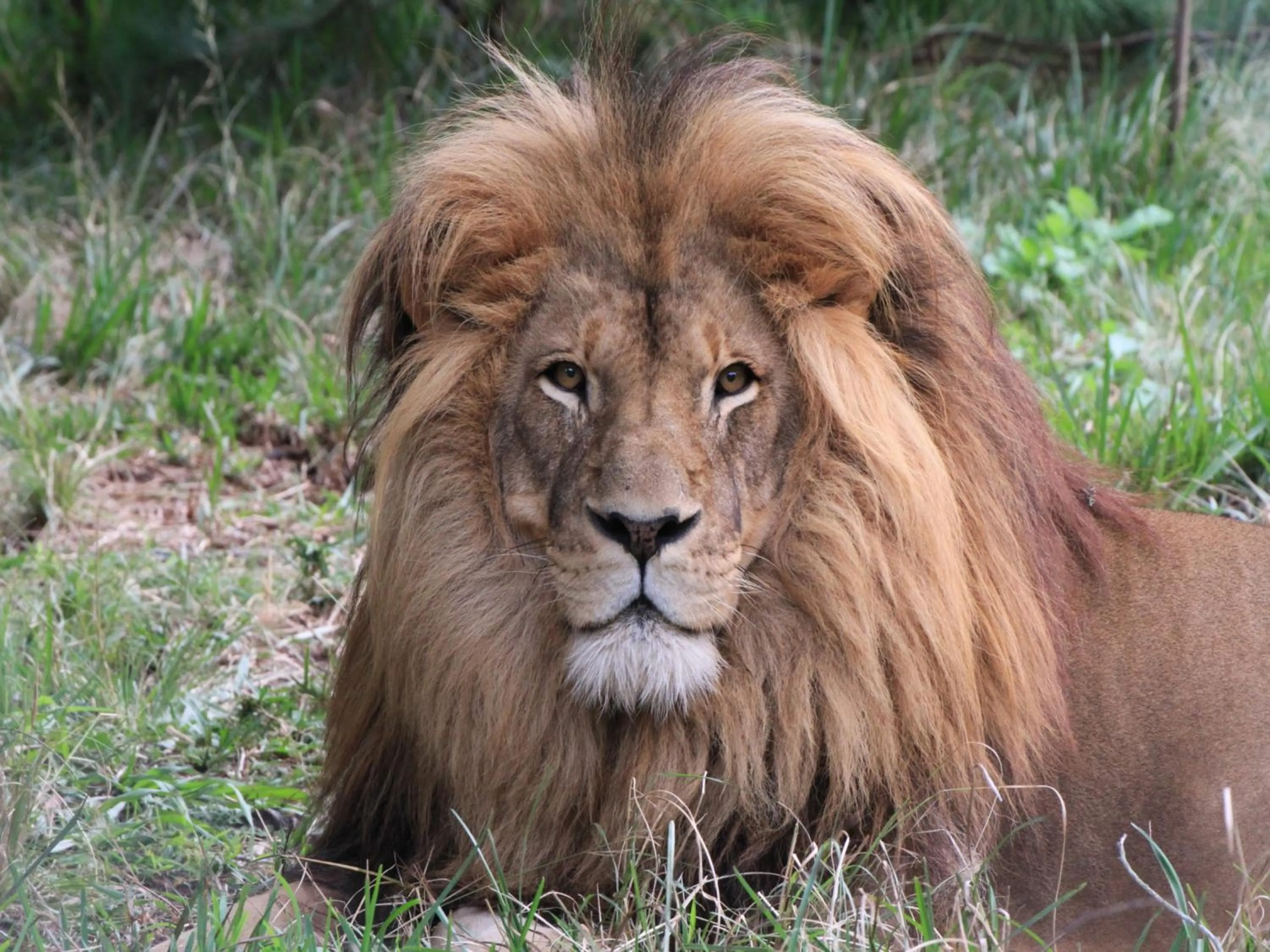 Animals in Lily Pond Country Lodge