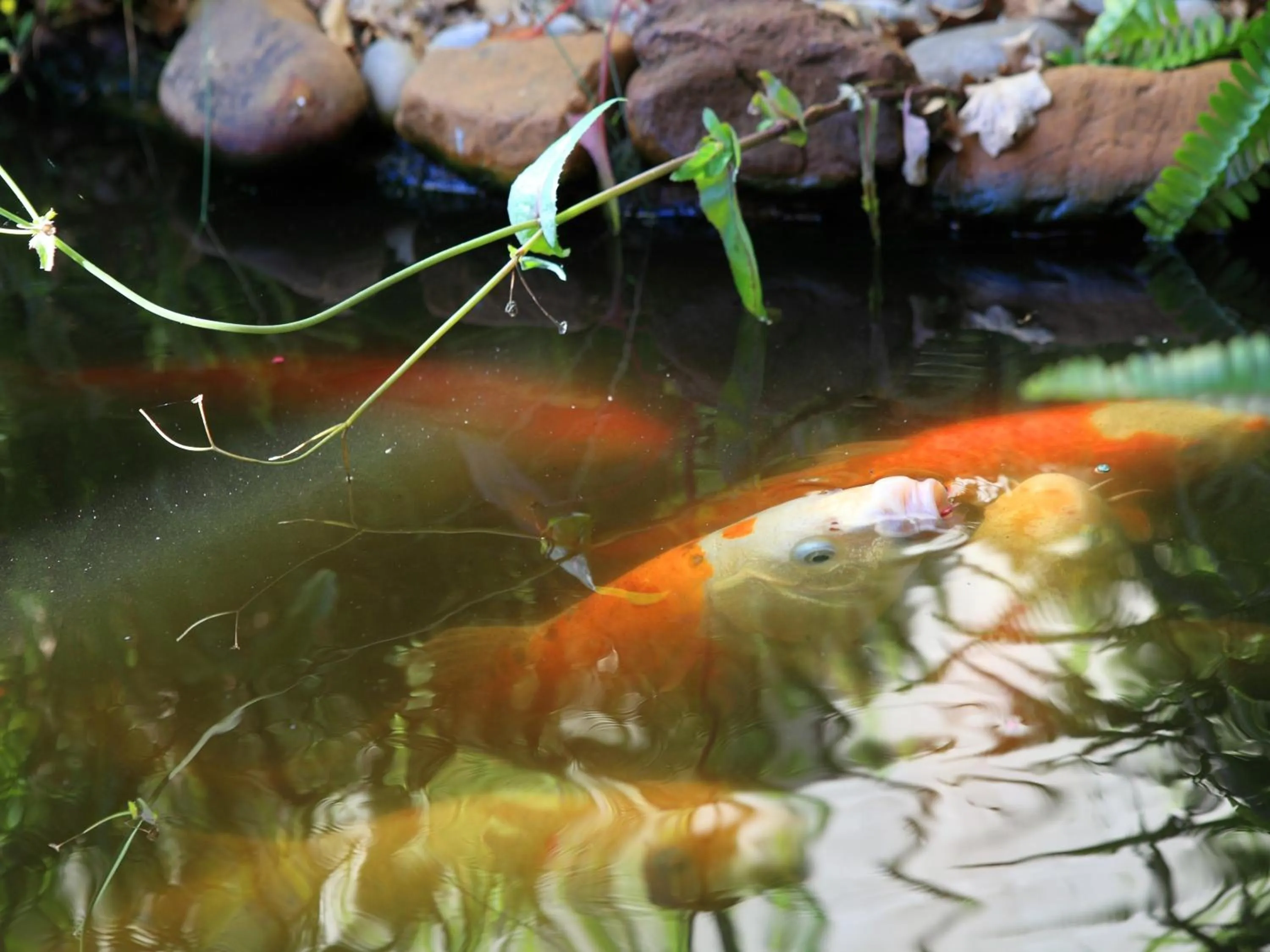 Other in Lily Pond Country Lodge