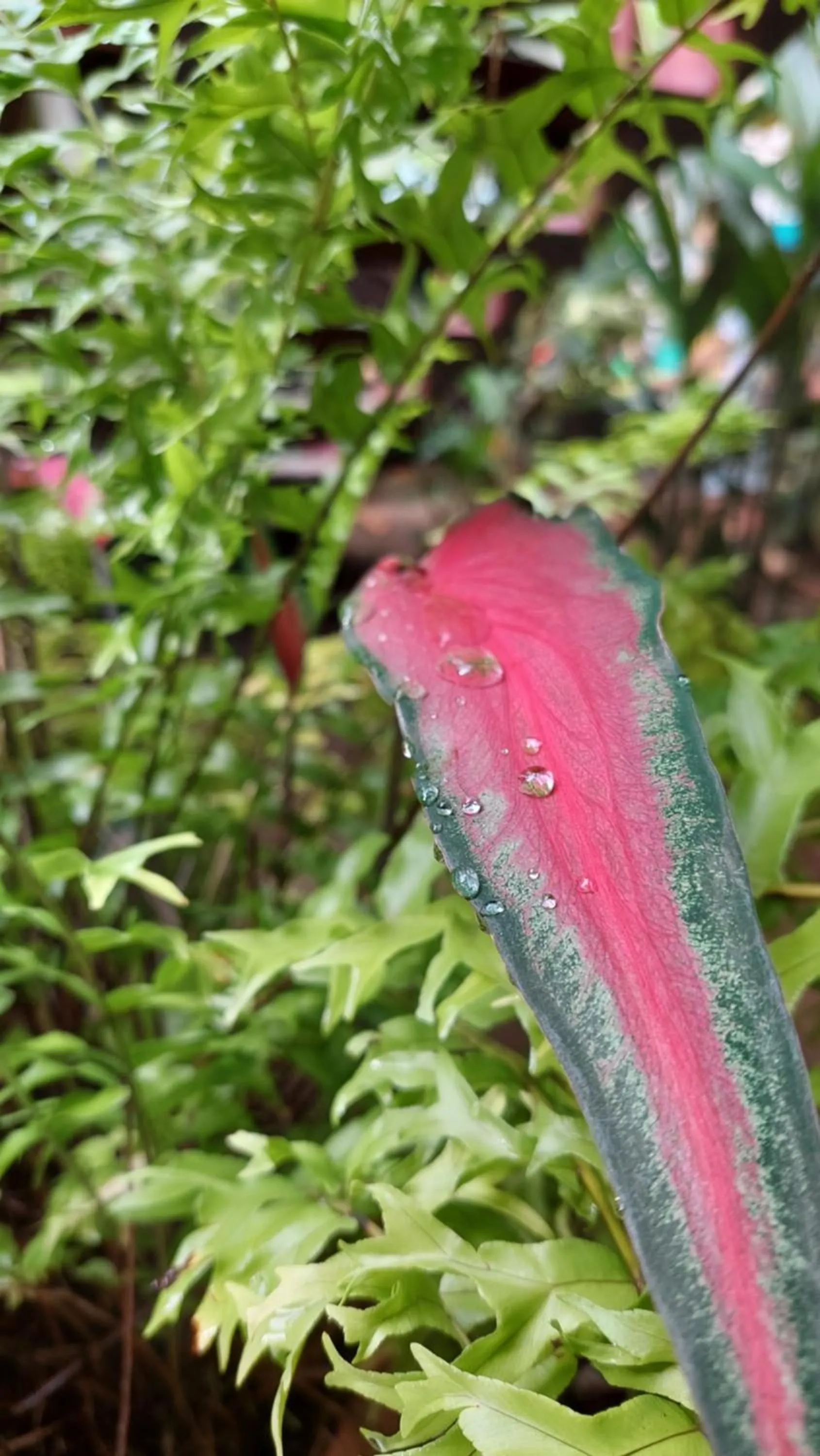 Garden in Casa el Tortugo