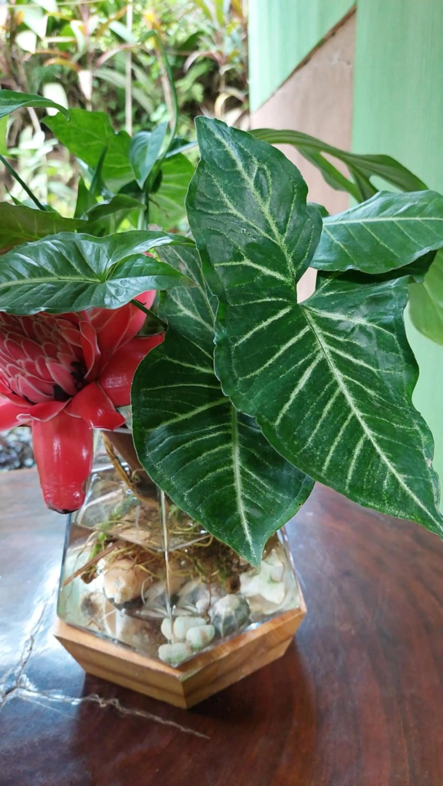 Natural landscape in Casa el Tortugo