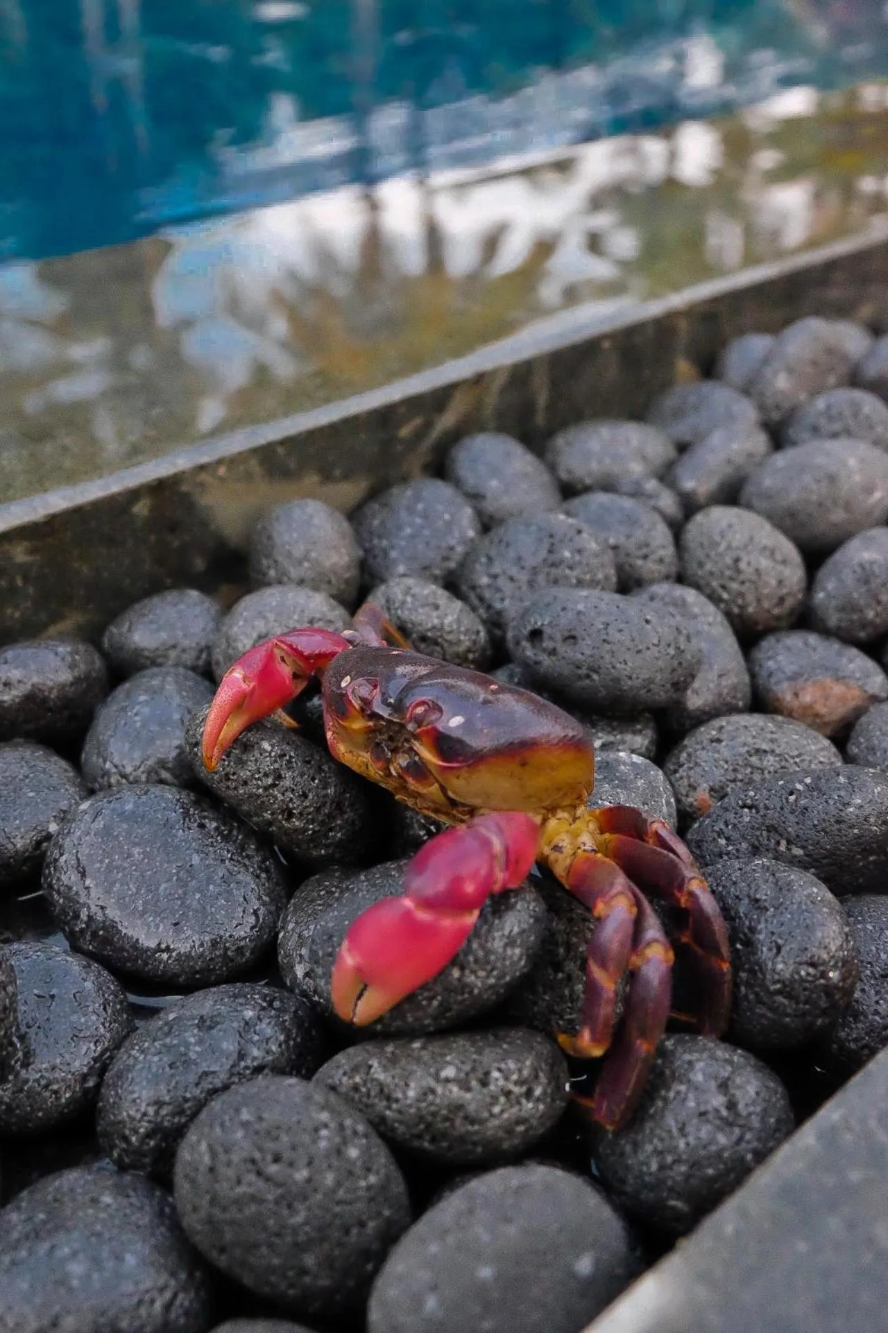 Swimming pool in Umadewi Surf & Retreat