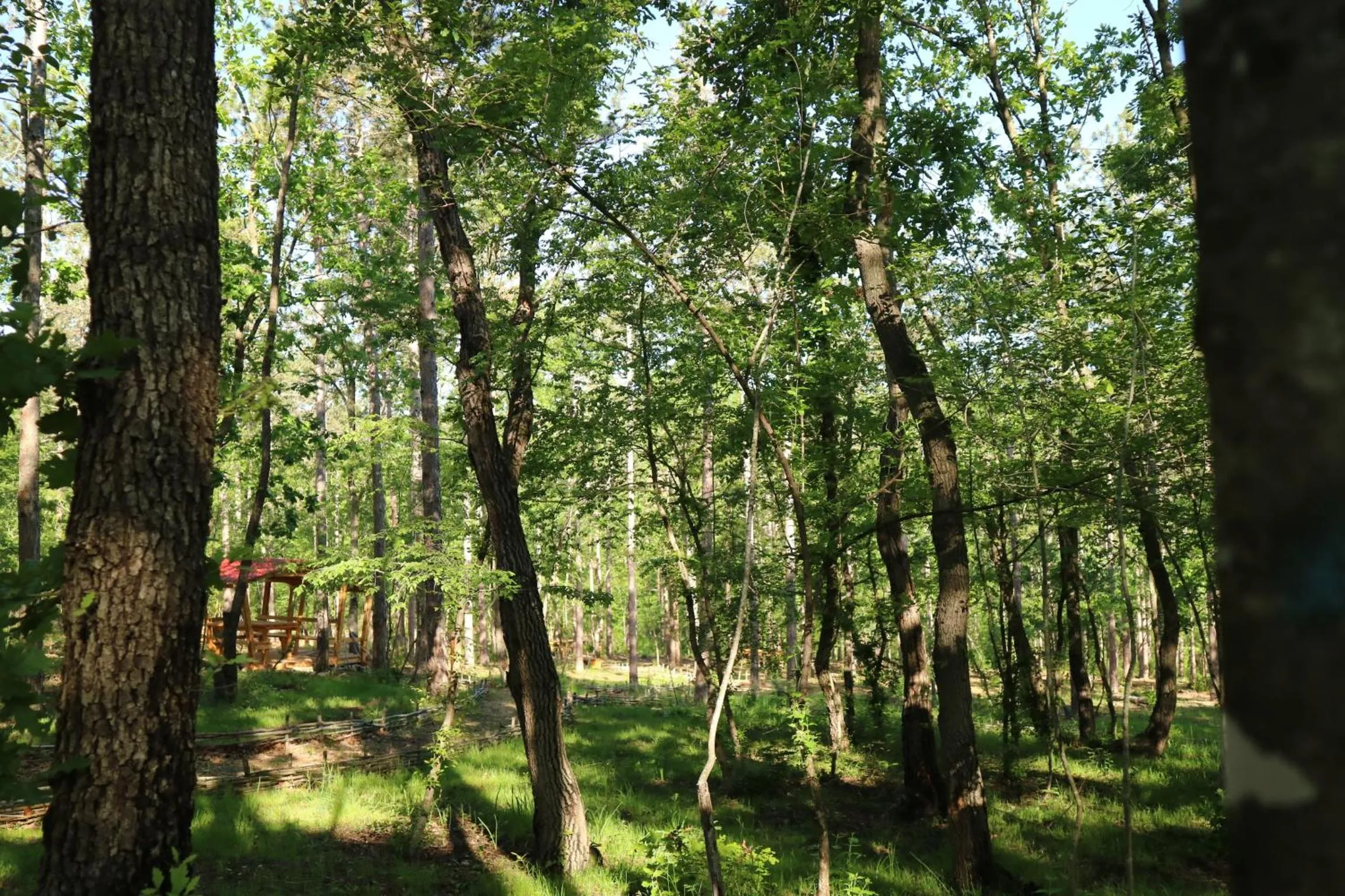 Garden in Park hotel Bellevue